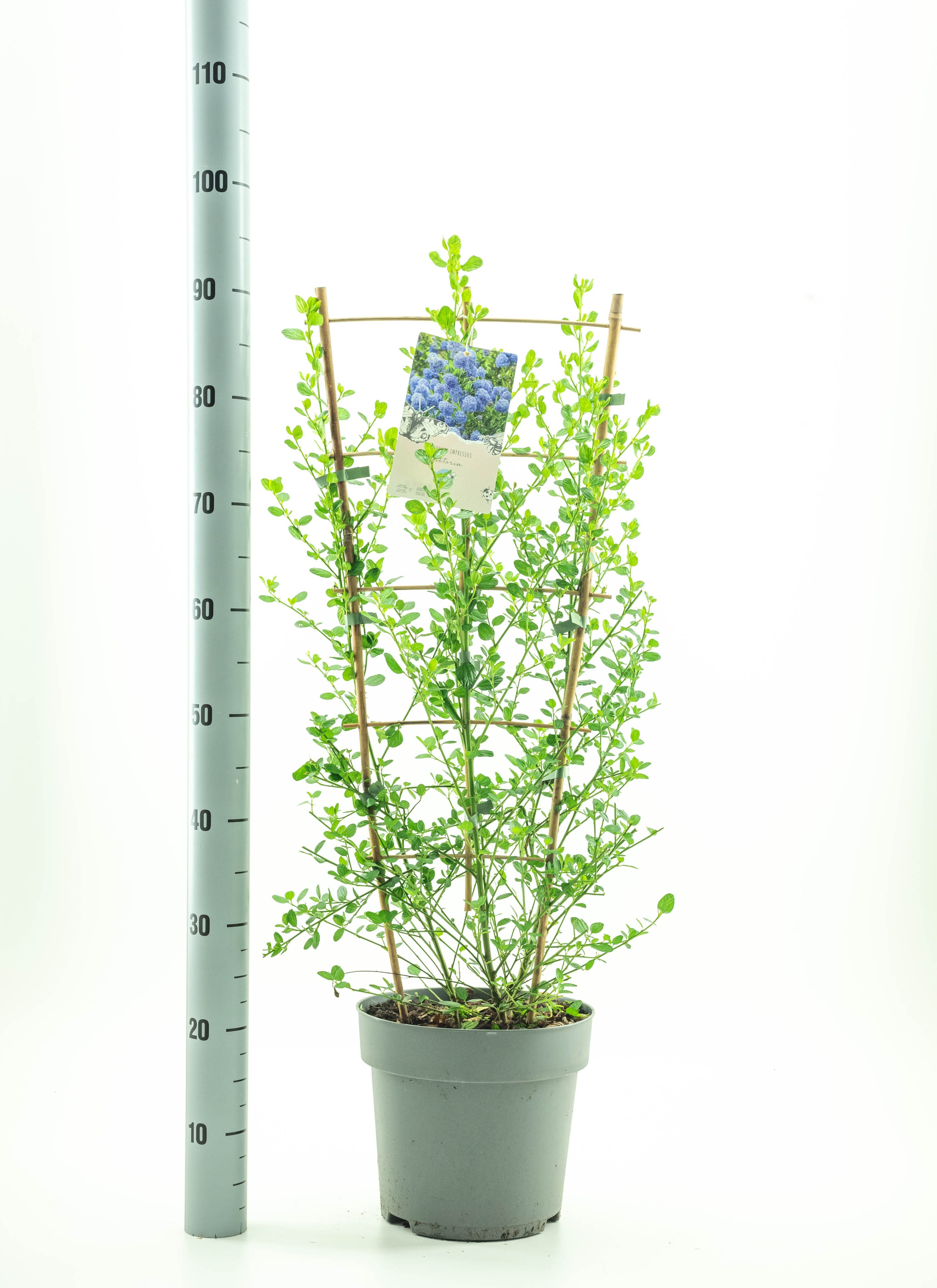 Picture of Ceanothus Concha P26 (7.5 Ltr) 90/CM-TRELLIS (LOOSE)