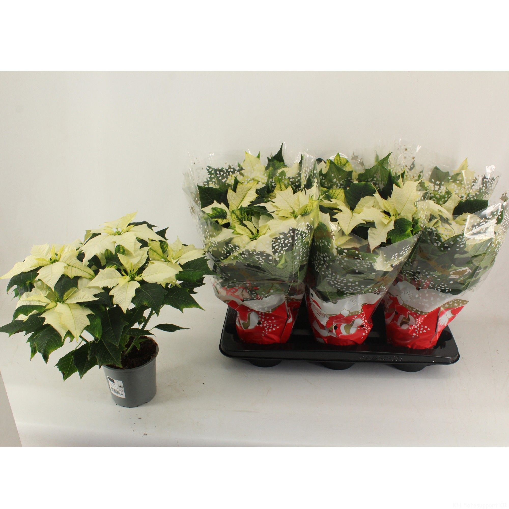 Euphorbia Pulcherrima Poinsettia Alaska