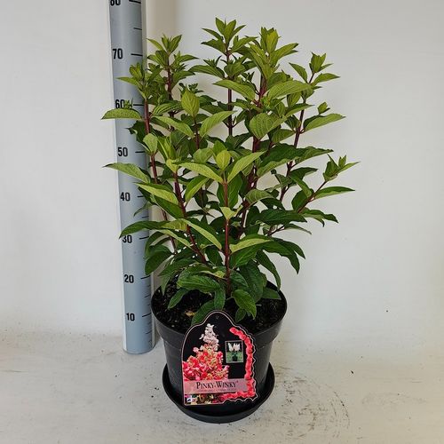 Hydrangea paniculata Pinky Winky p29 Vlasveld