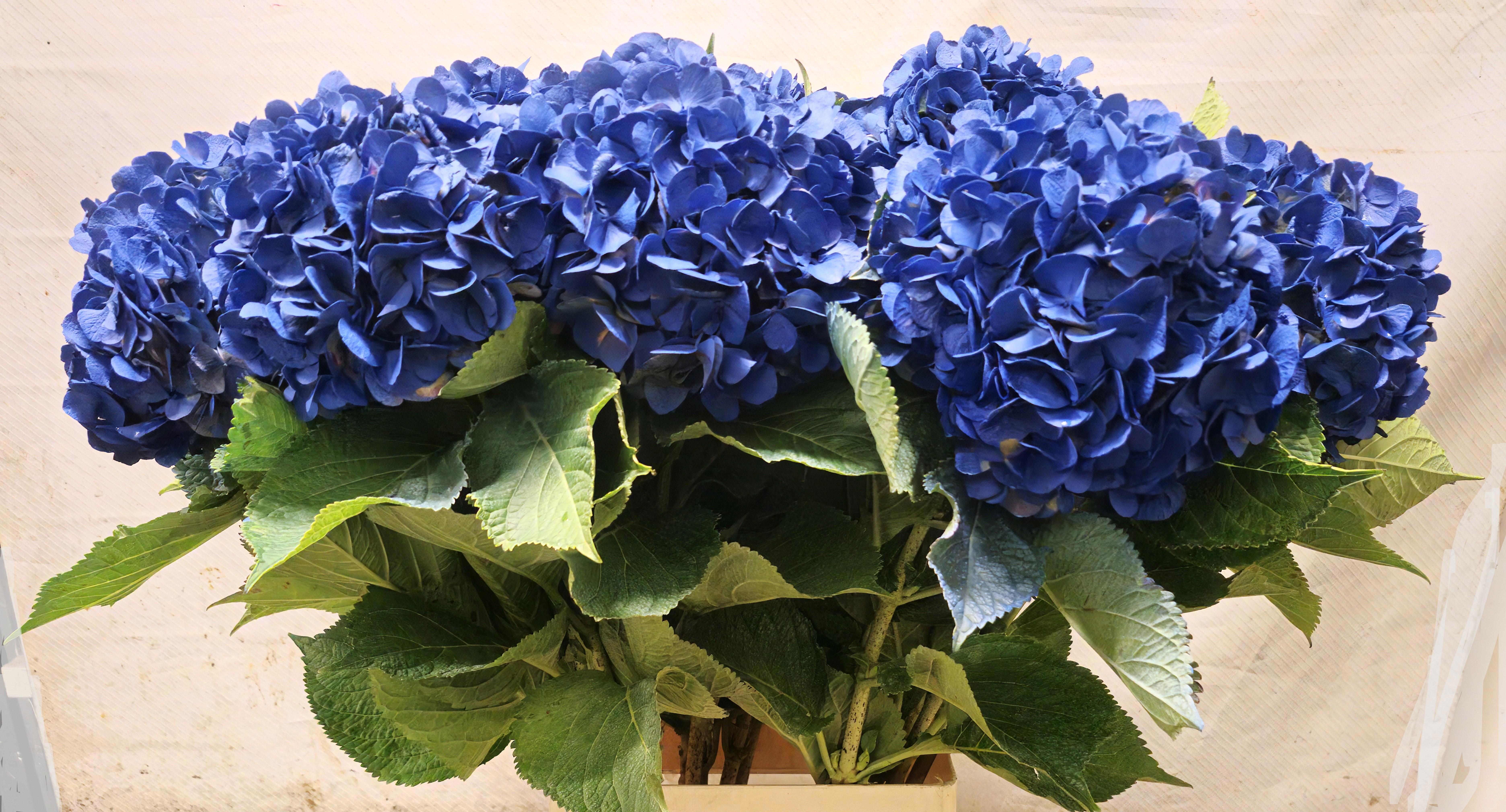 Hydrangea Painted 100cm 20Ø