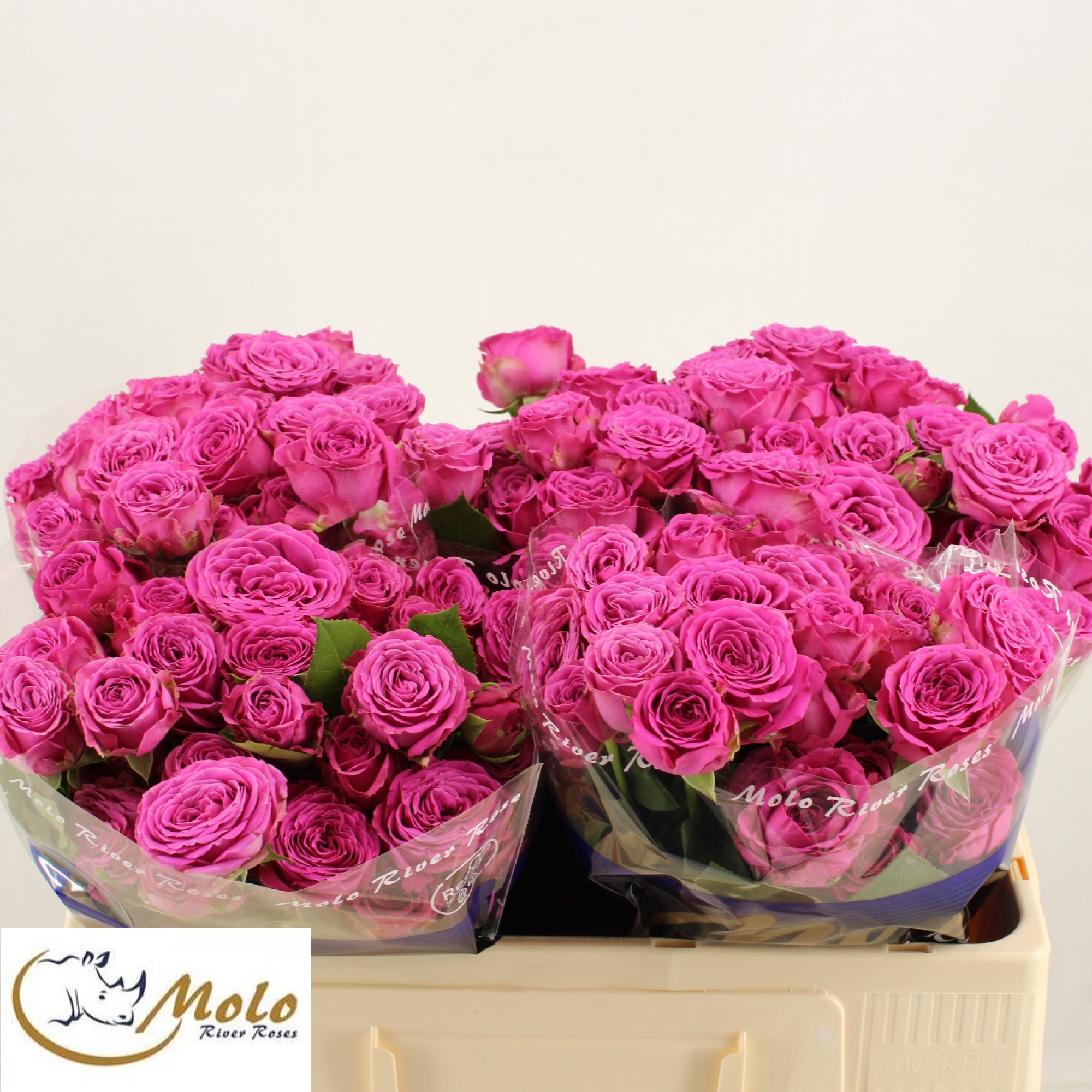 Rosa Spr Classic Sensation 50cm
