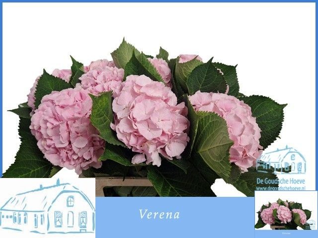 Hydrangea Verena Pink 60cm 16Ø