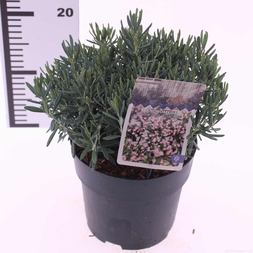 Picture of Andromeda polifolia 'Blue Ice'