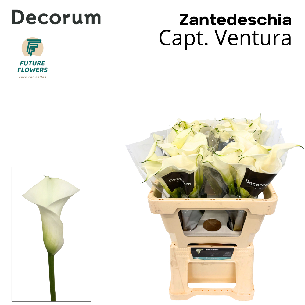 Zant Capt Ventura