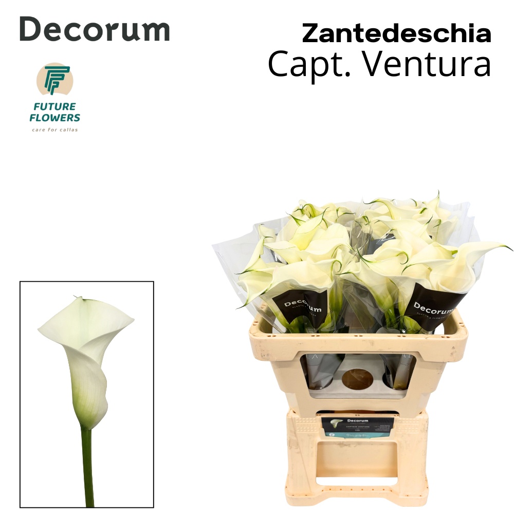 Zant Capt Ventura