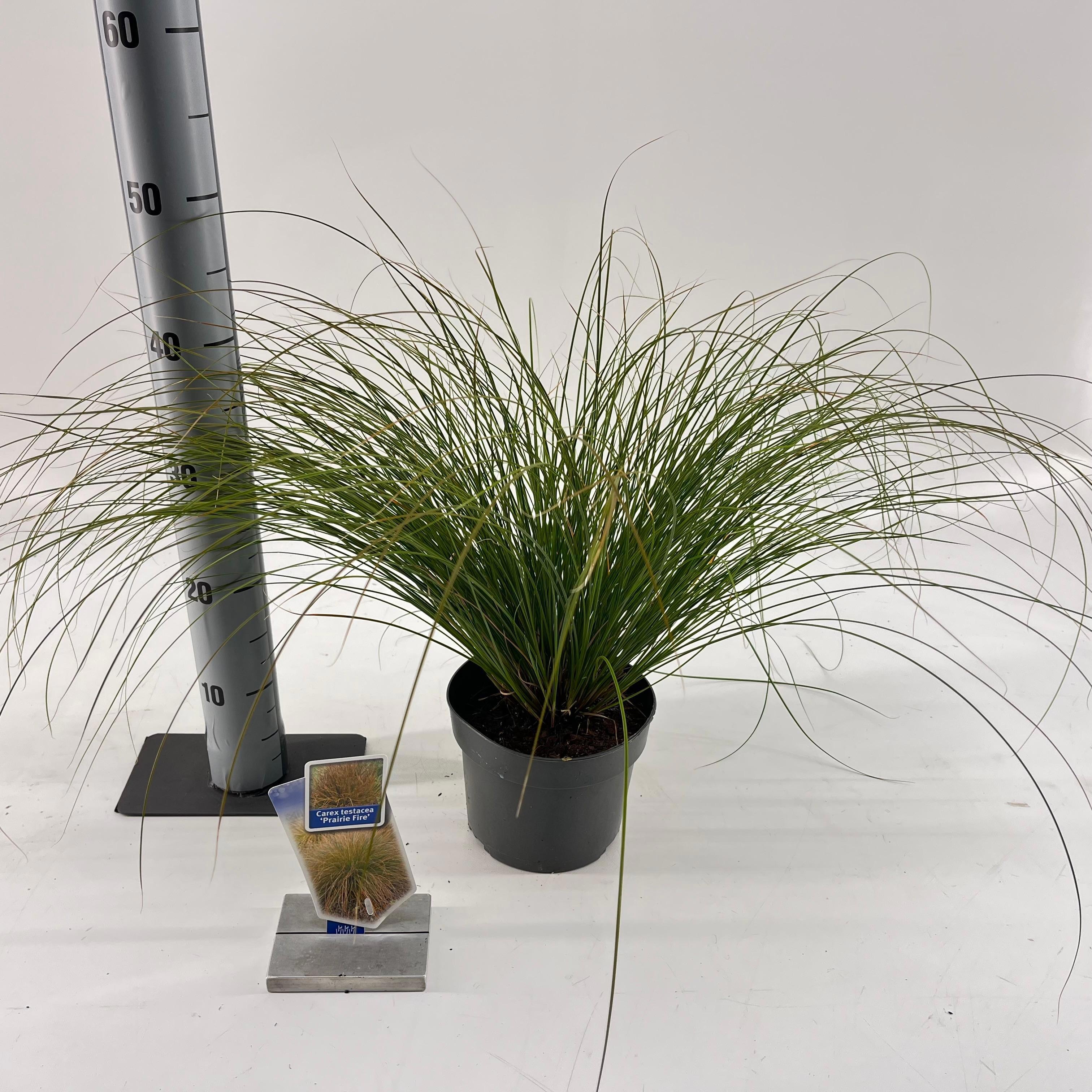 Picture of Carex testacea 'Prairie Fire'