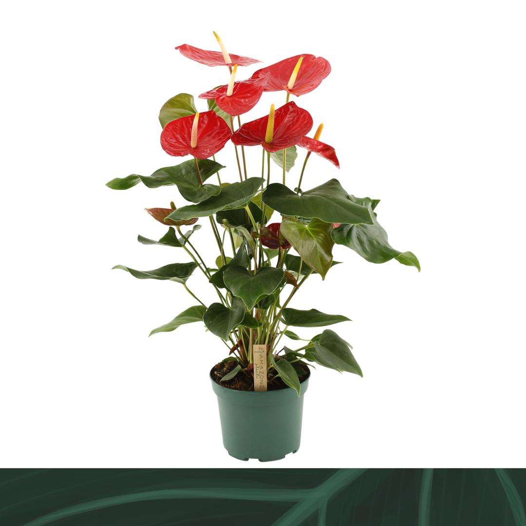 Picture of Anthurium Idaho P17 65CM