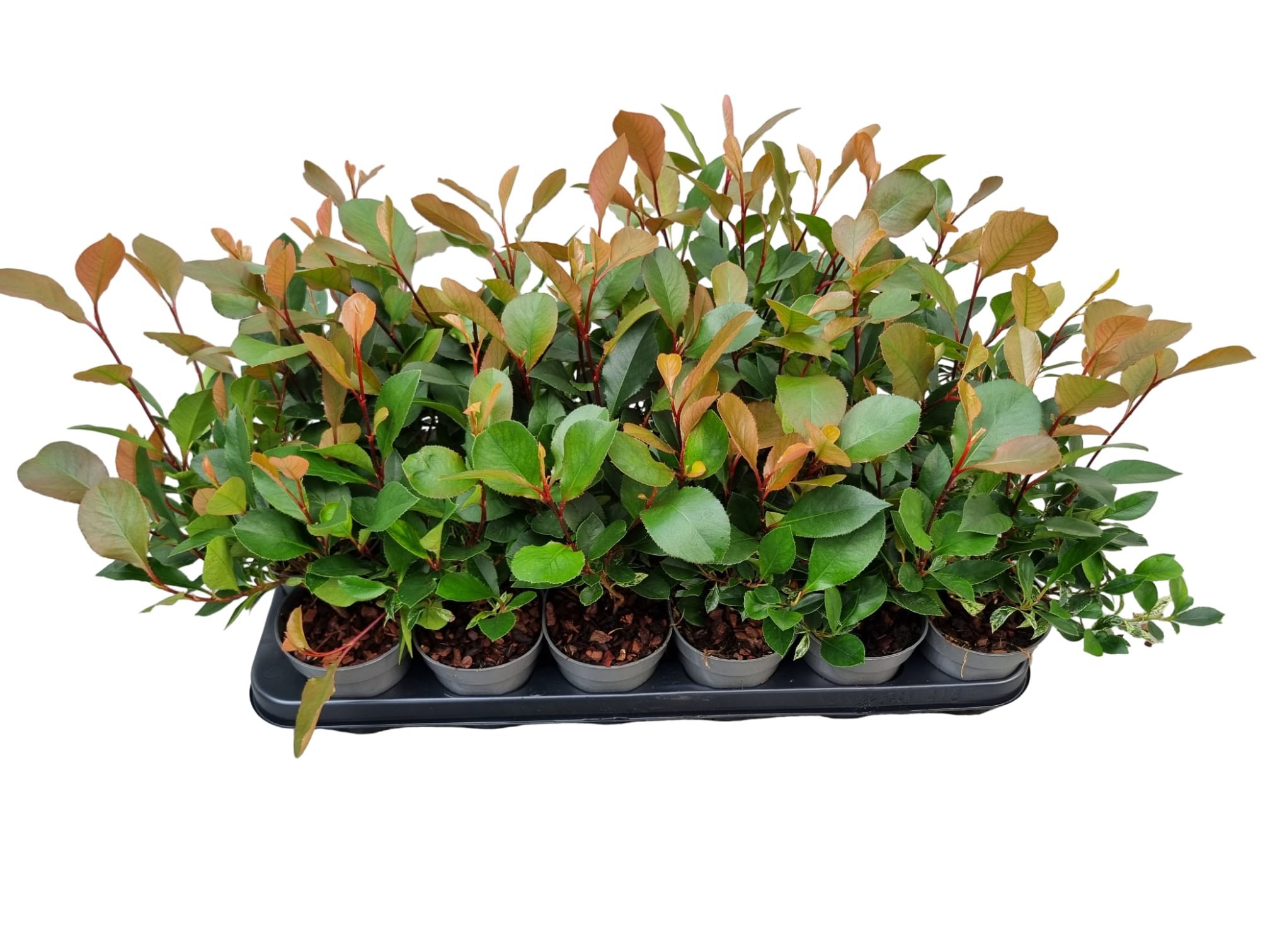 Photinia fraseri 'Little Fenna'