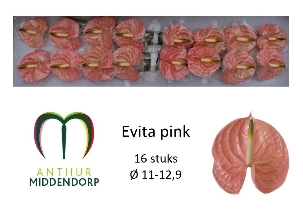Anthurium Evita Pink 11Ø