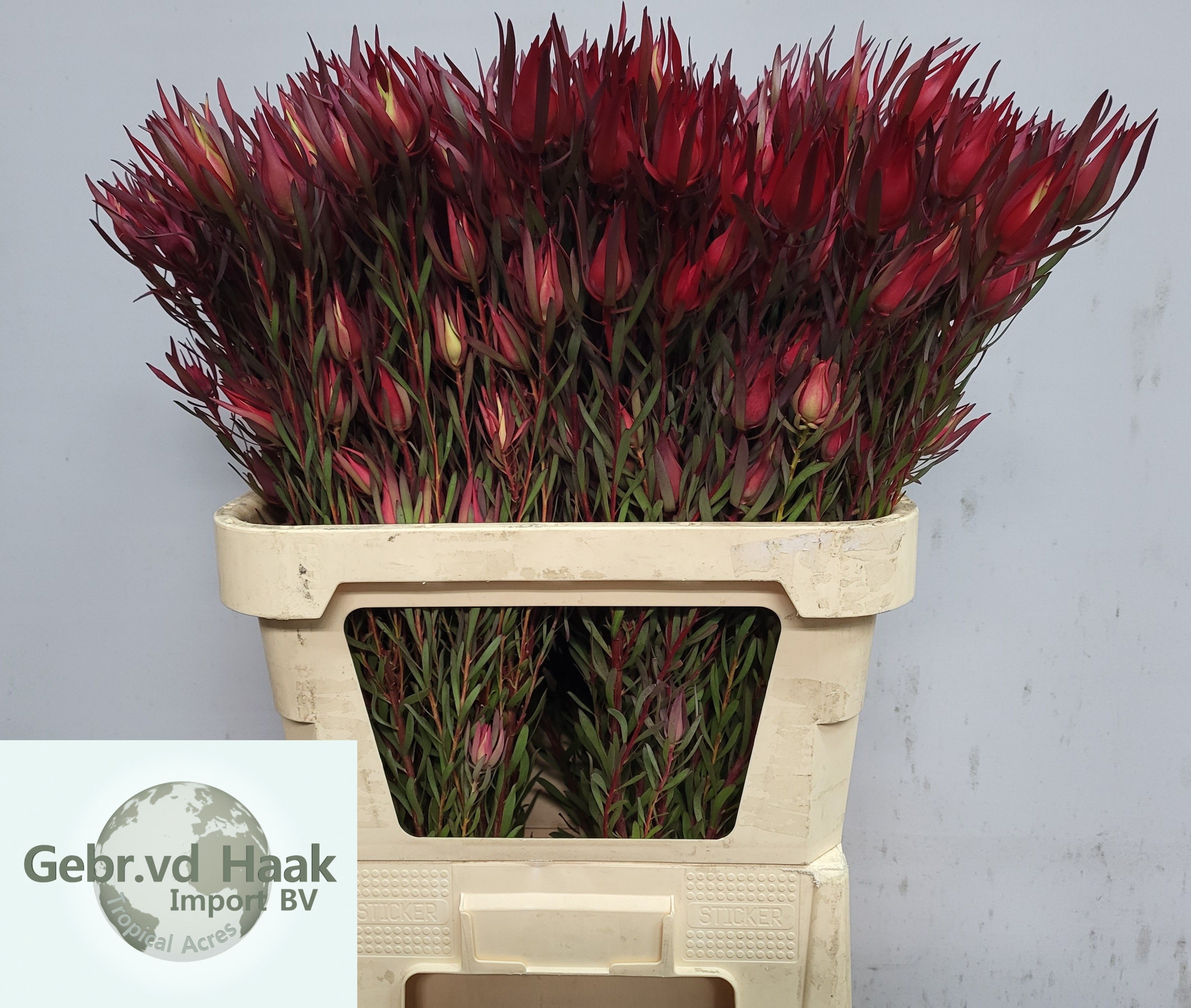 Leucadendron Salignum 80cm