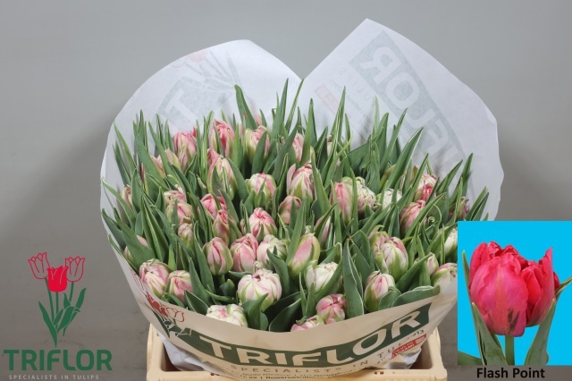Tulipa Double Flash Point 36cm 34gram