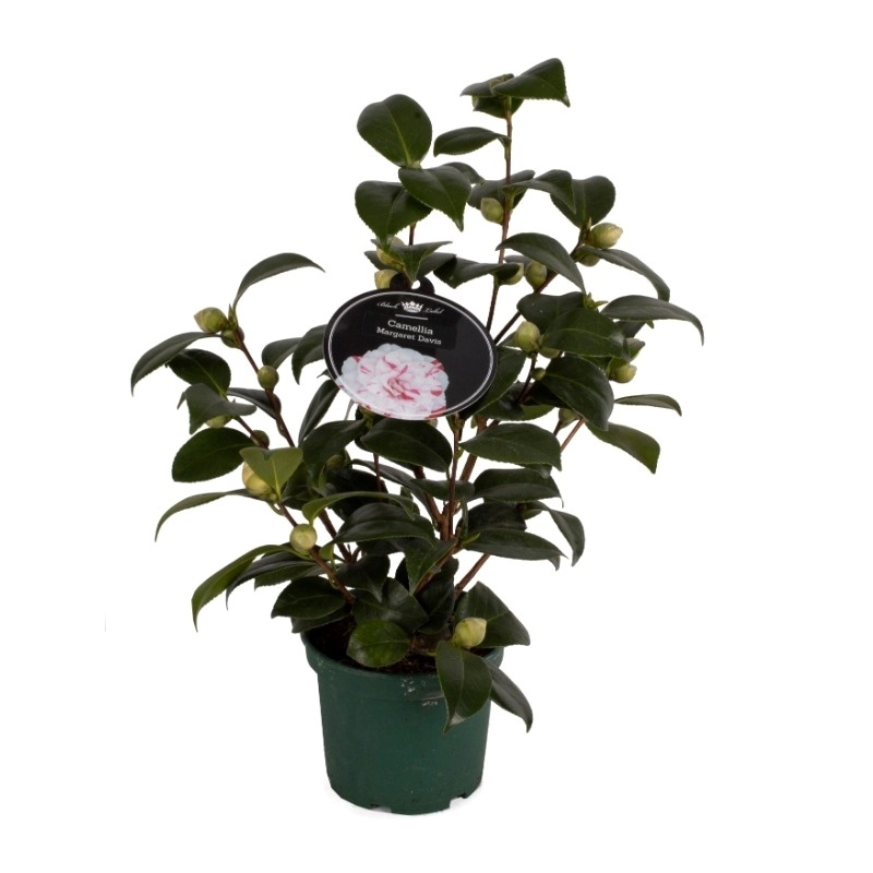 Camellia Bicolor