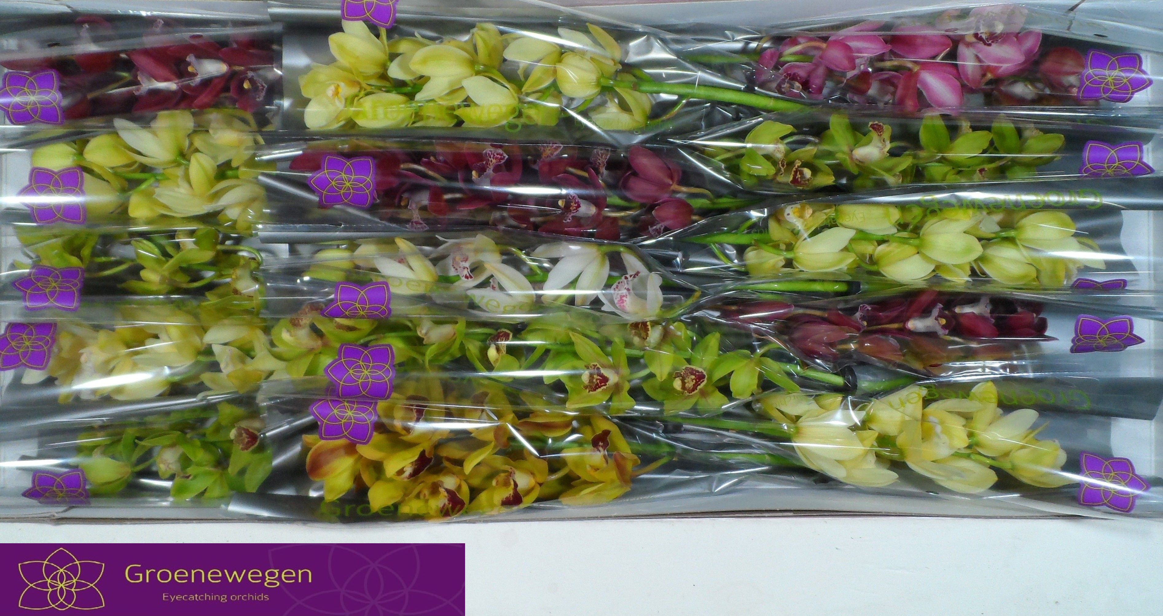 Cymbidium Asst Mini 50cm