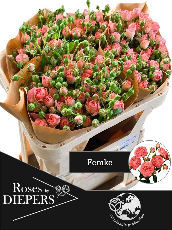 R Tr Femke