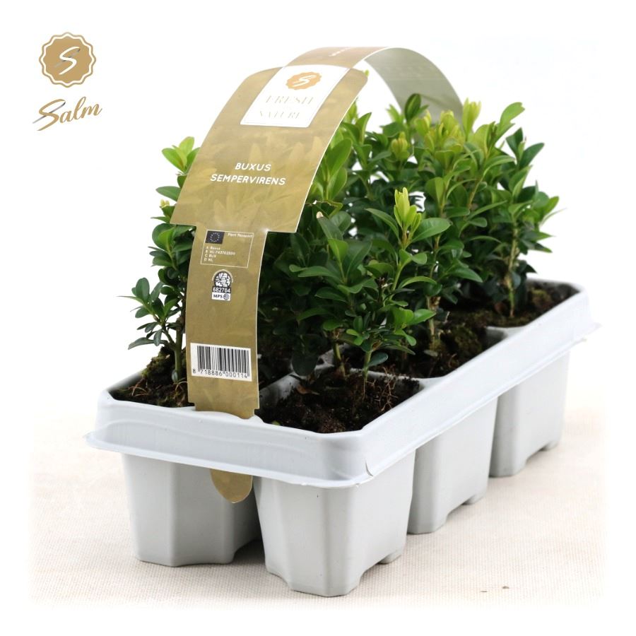 Picture of Buxus semp. 6-Pack