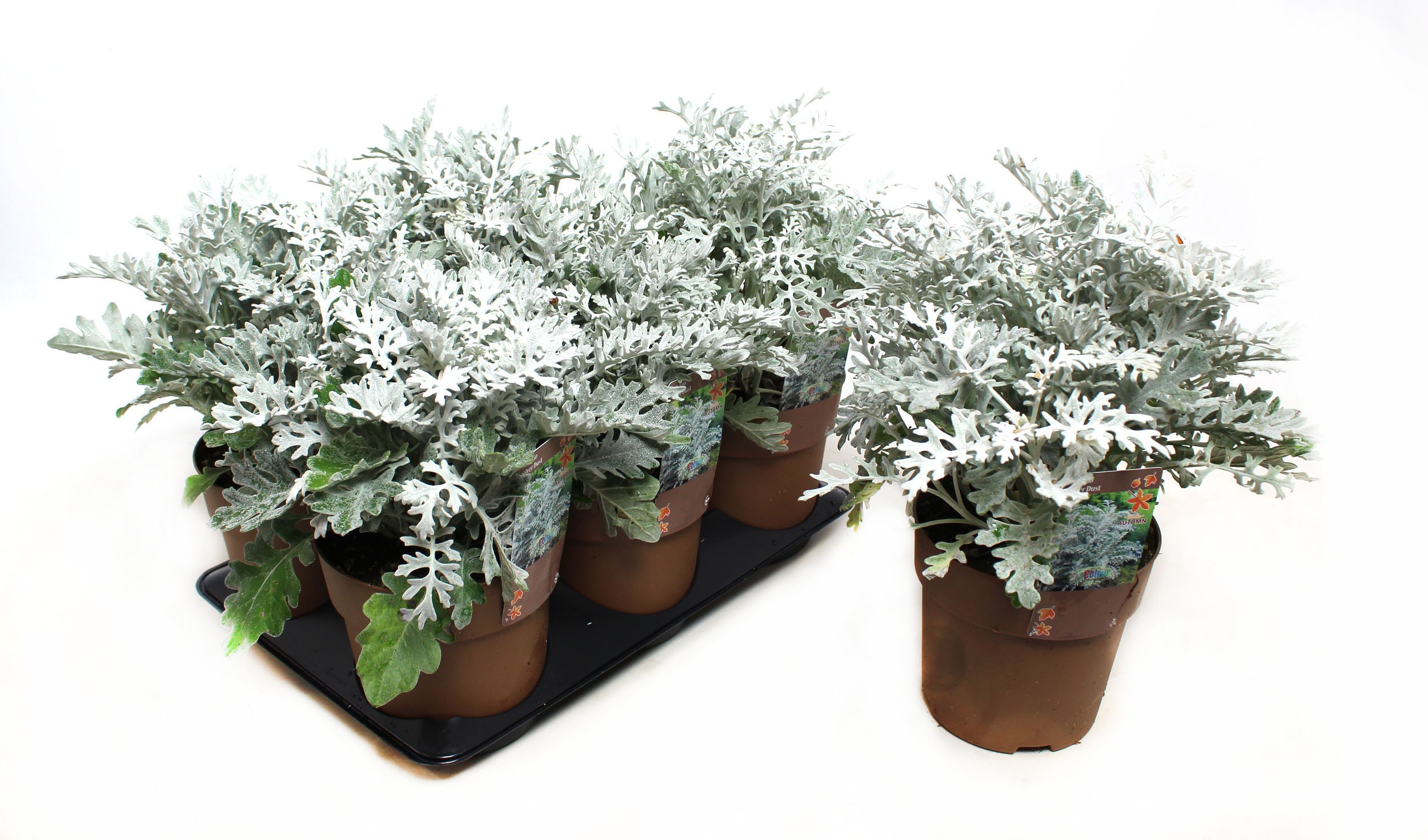 Picture of Senecio Silverdust P15