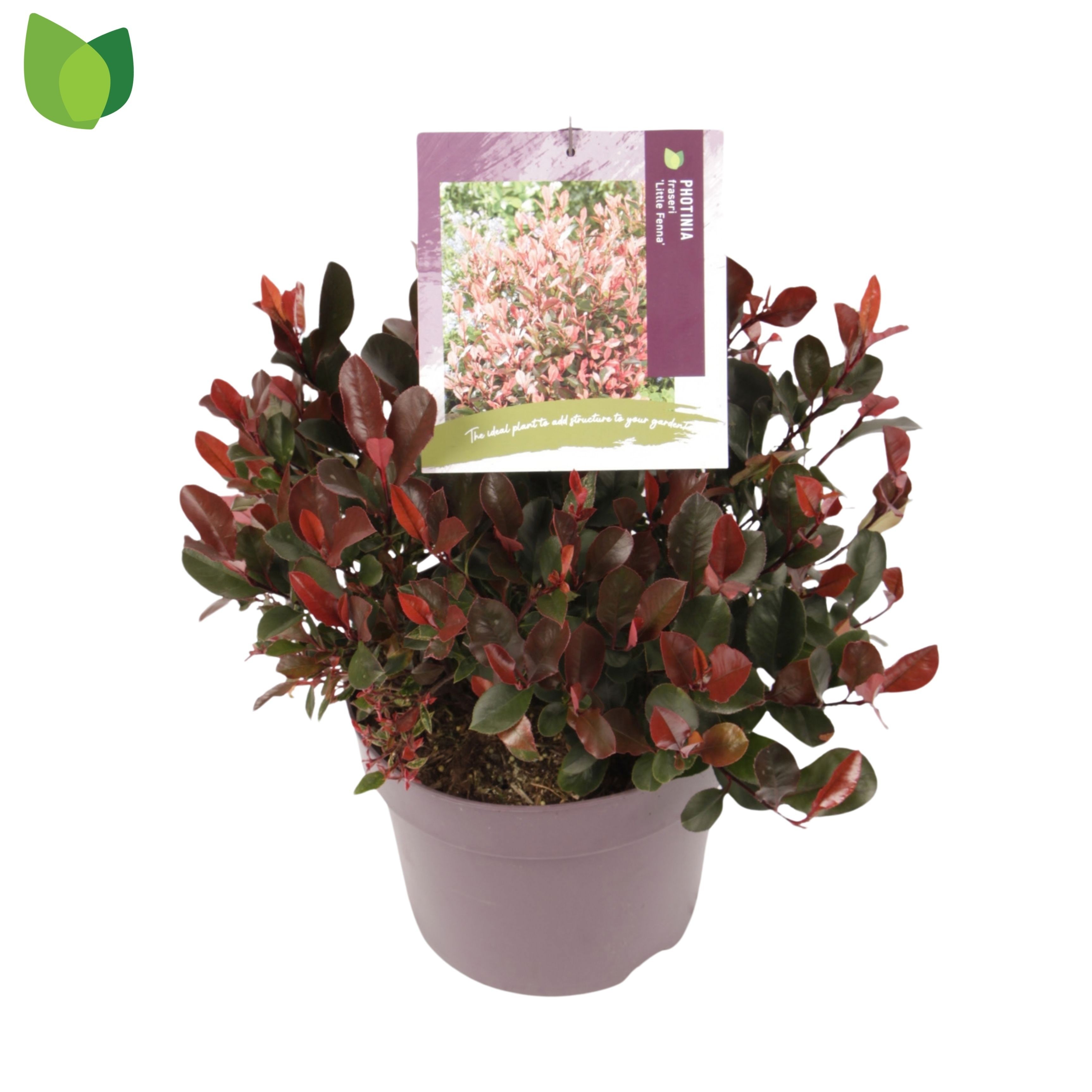 Photinia fraseri 'Little Fenna'