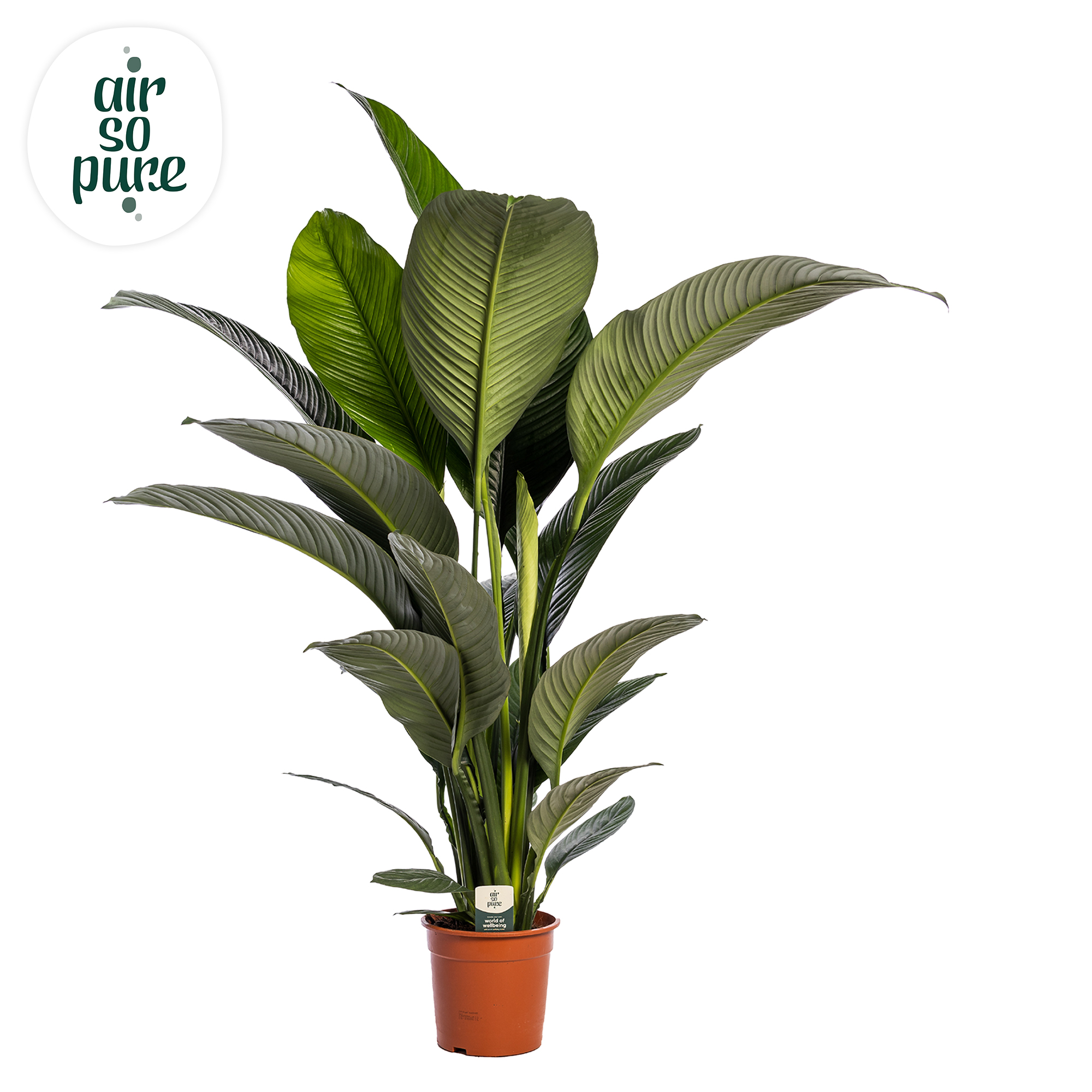 Picture of Spathiphyllum Sensation ASP NO FLOWER P24 150CM