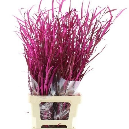 Decoration Greens Painted 70cm 200gram