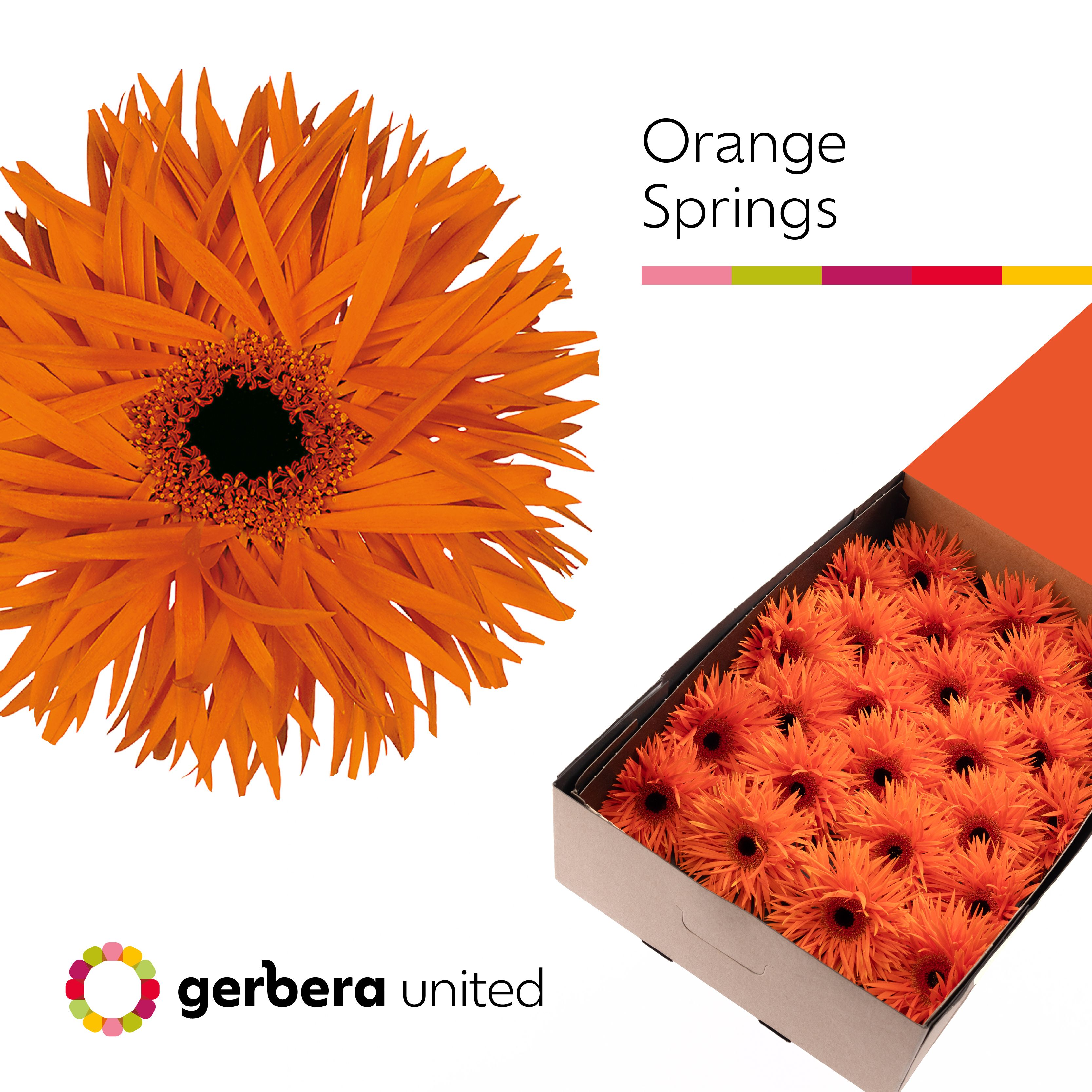 Ge Gr Orange Springs
