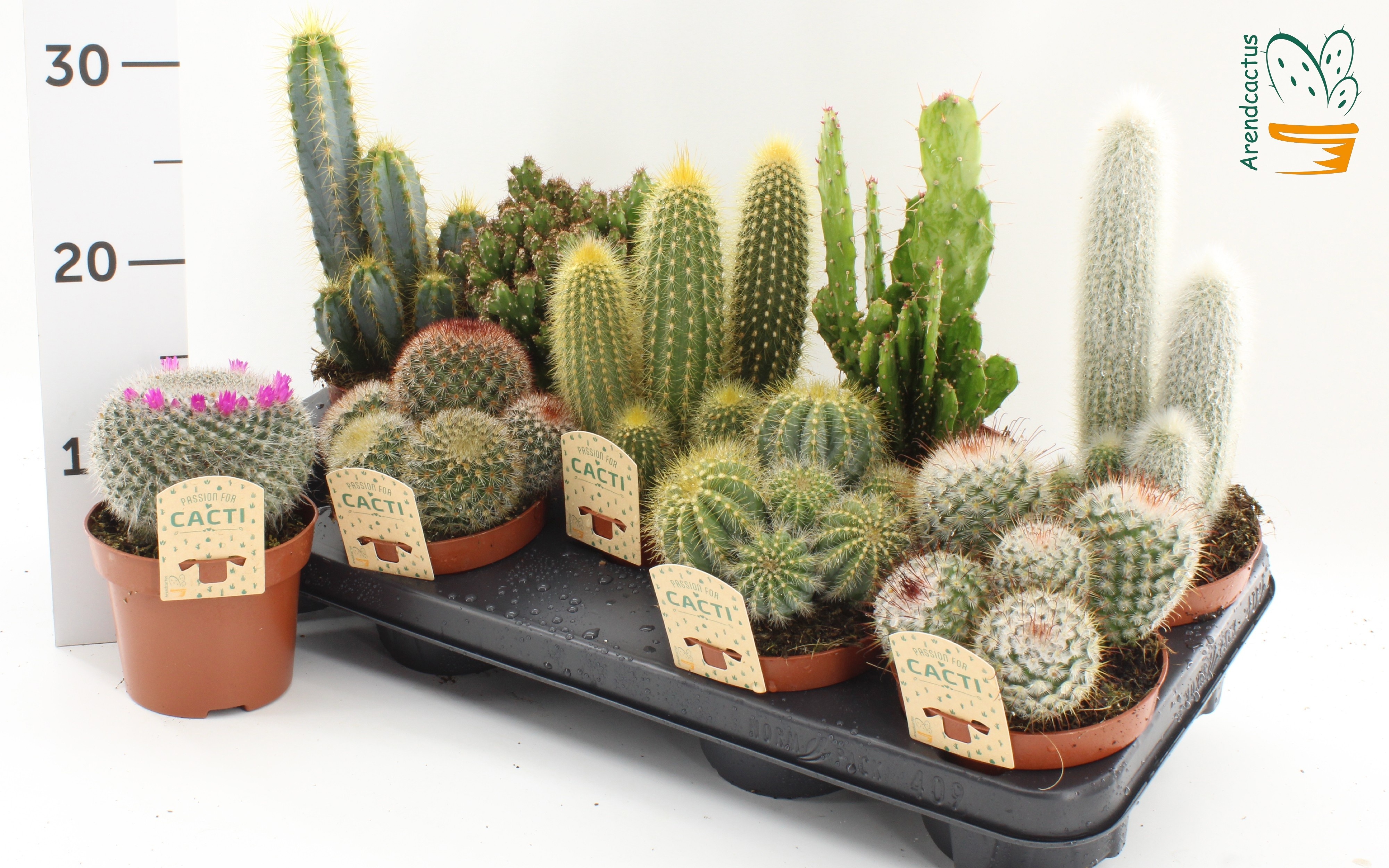 Cactus Gemengd 12Ø 15cm