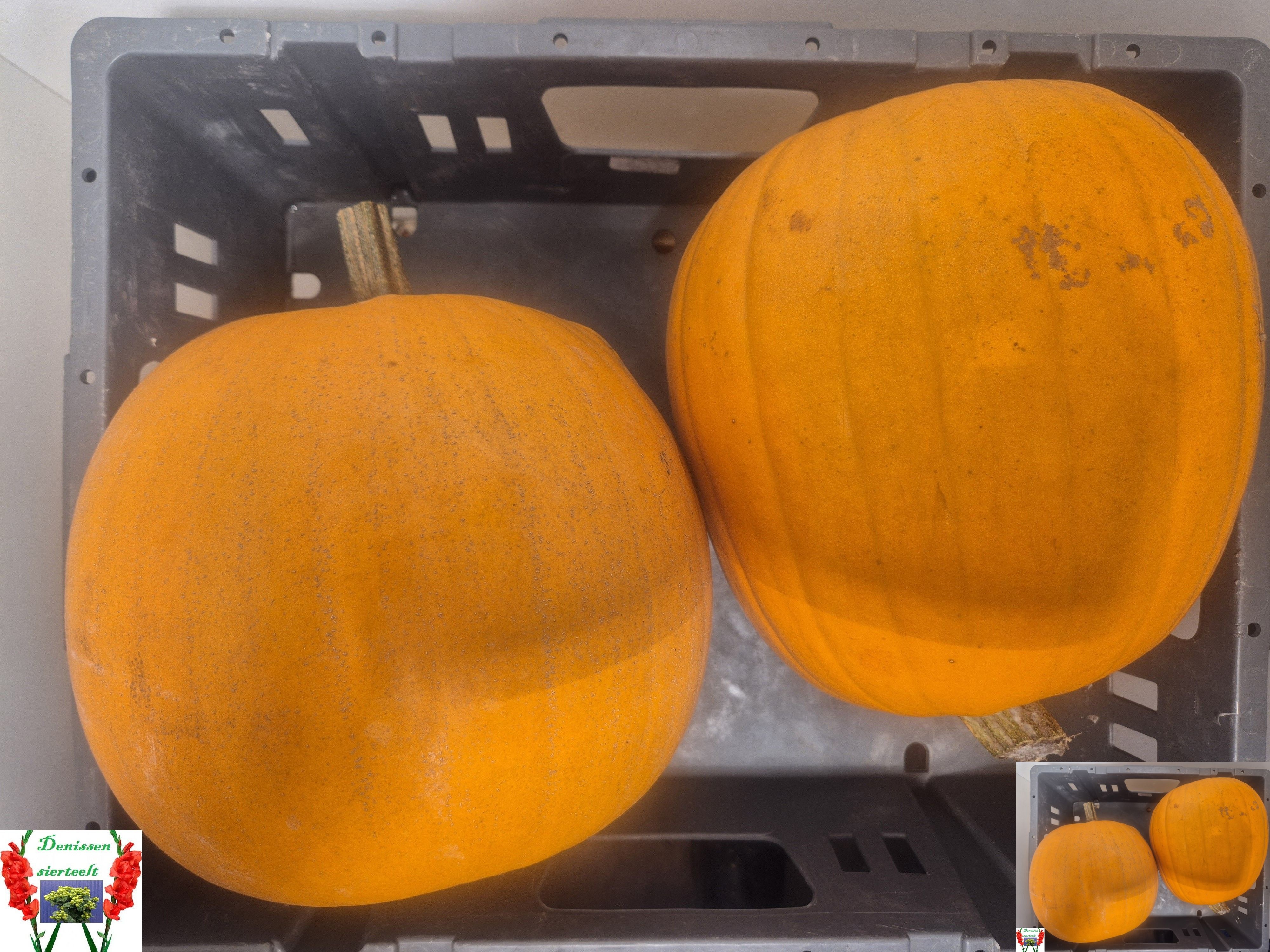 Cuc Maxima Halloween