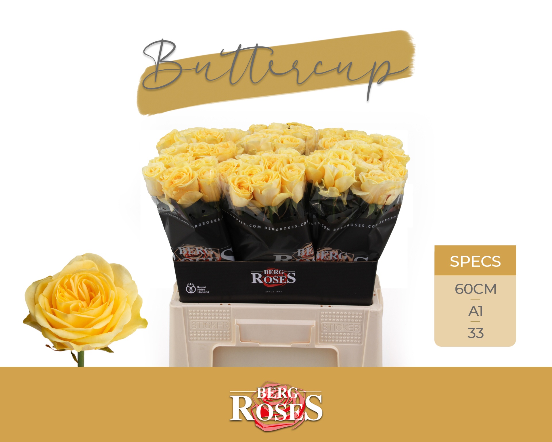 R Gr Buttercup