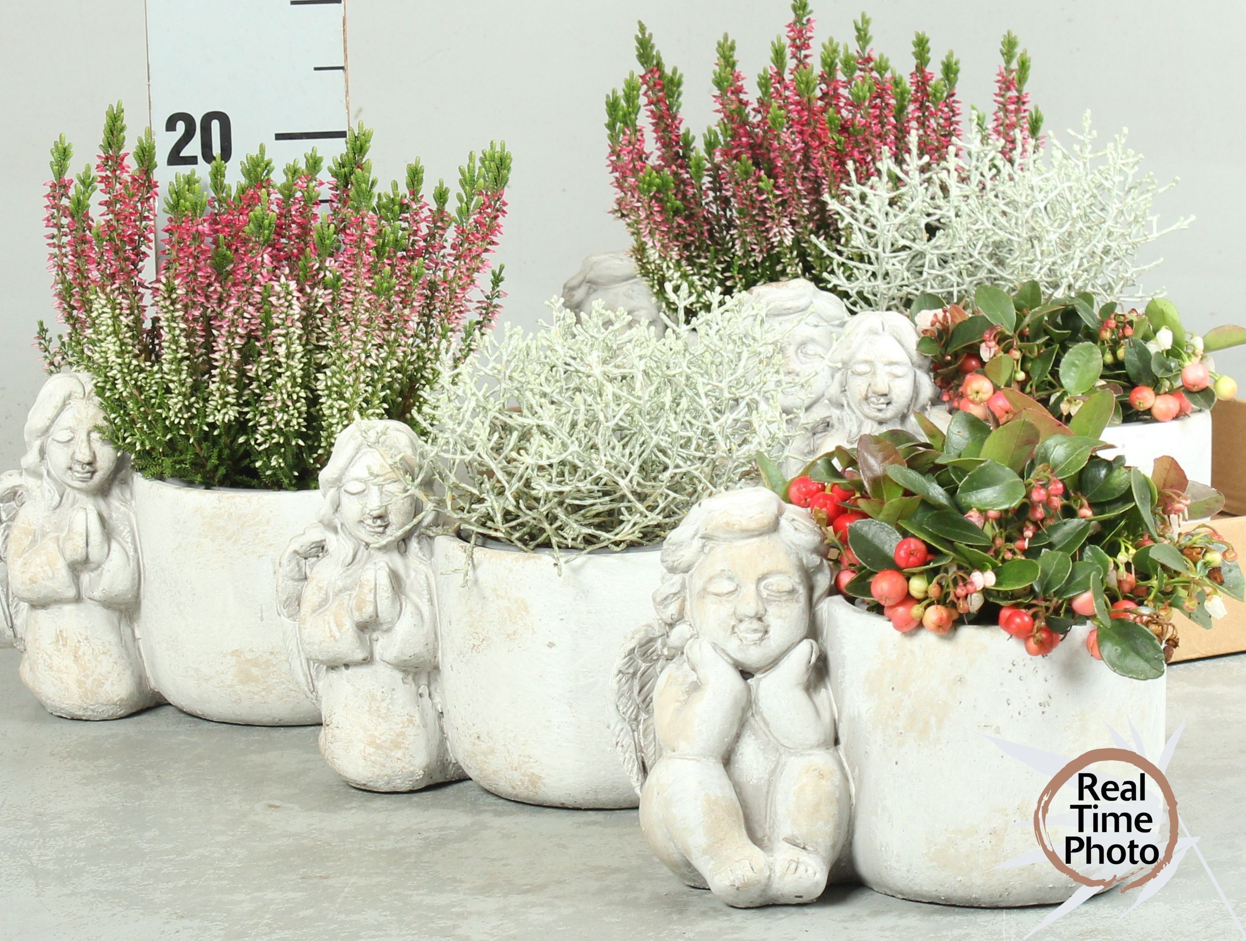 Arr Tuinplanten 17P 35cm