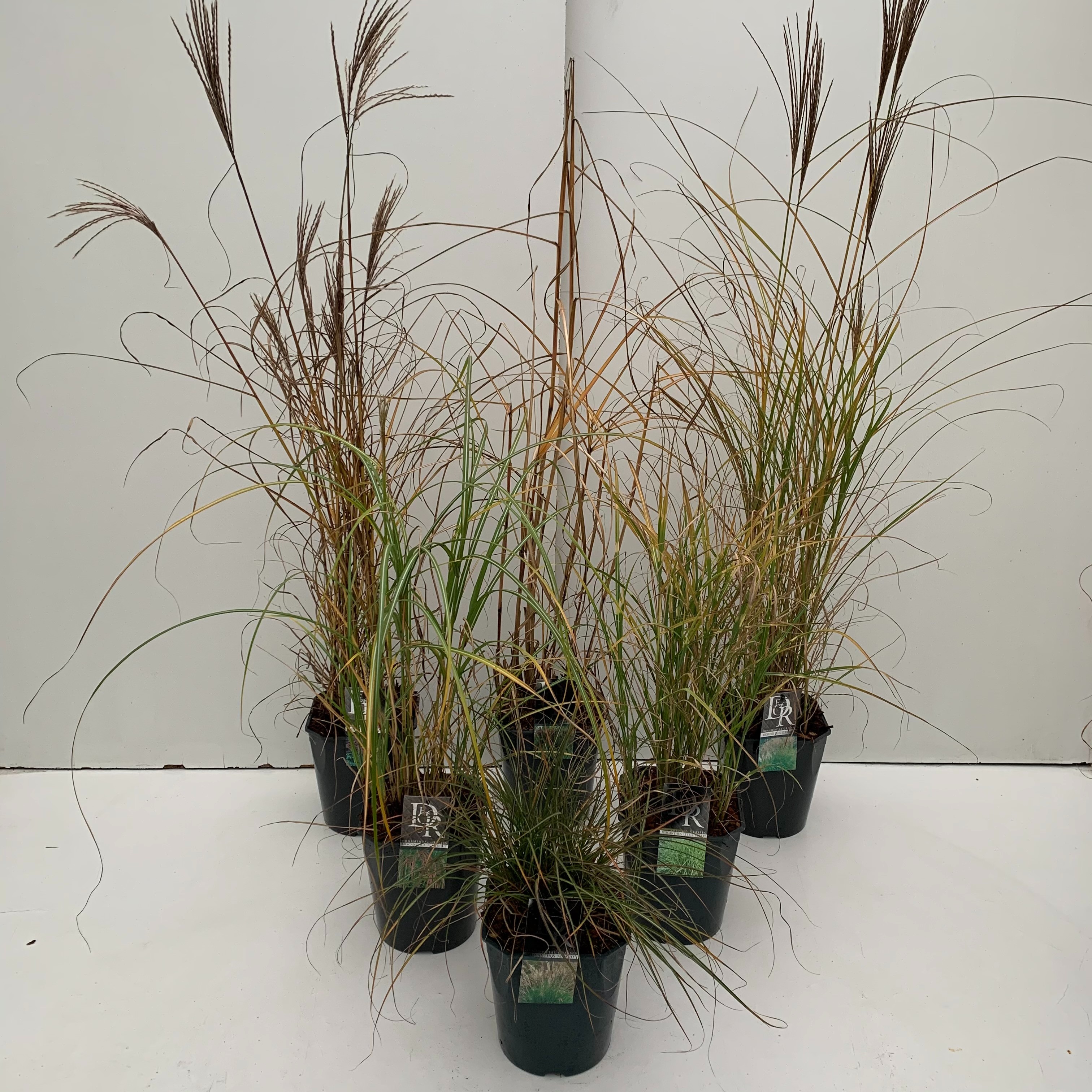 Picture of Miscanthus in varieties P23 (5 Ltr) SQUARE (LOOSE)