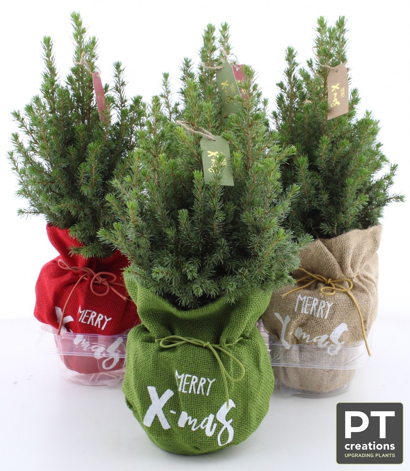 Picea Gl Perfecta 13Ø 41cm