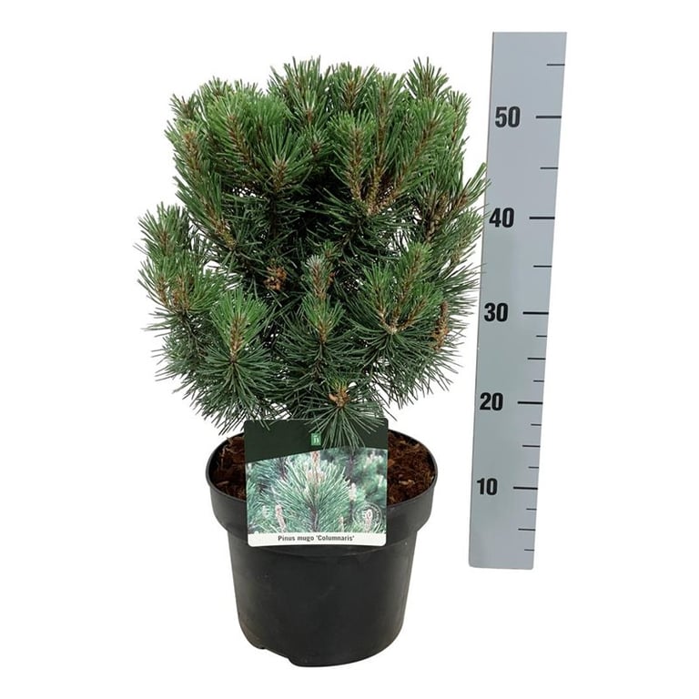 Picture of Pinus mugo 'Columnaris'