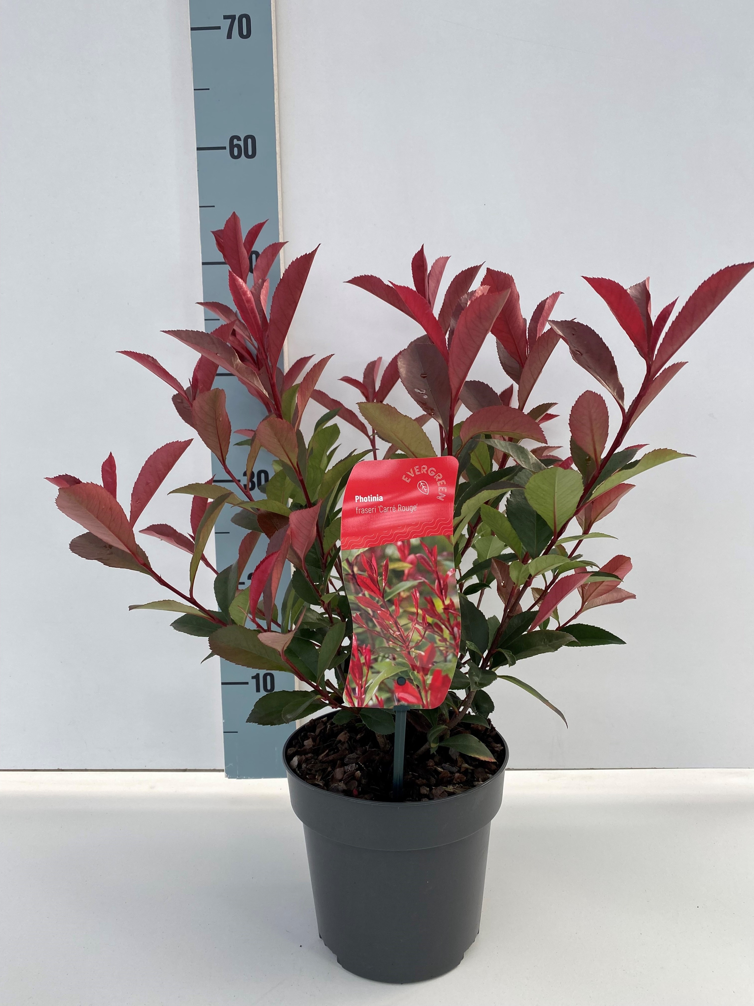 Picture of Photinia fraseri Carre Rouge P17 (2 Ltr)