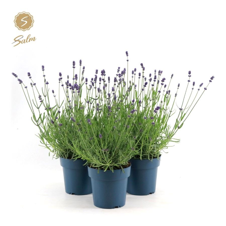 Picture of Lavandula ang. 'Felice'® Collection P15