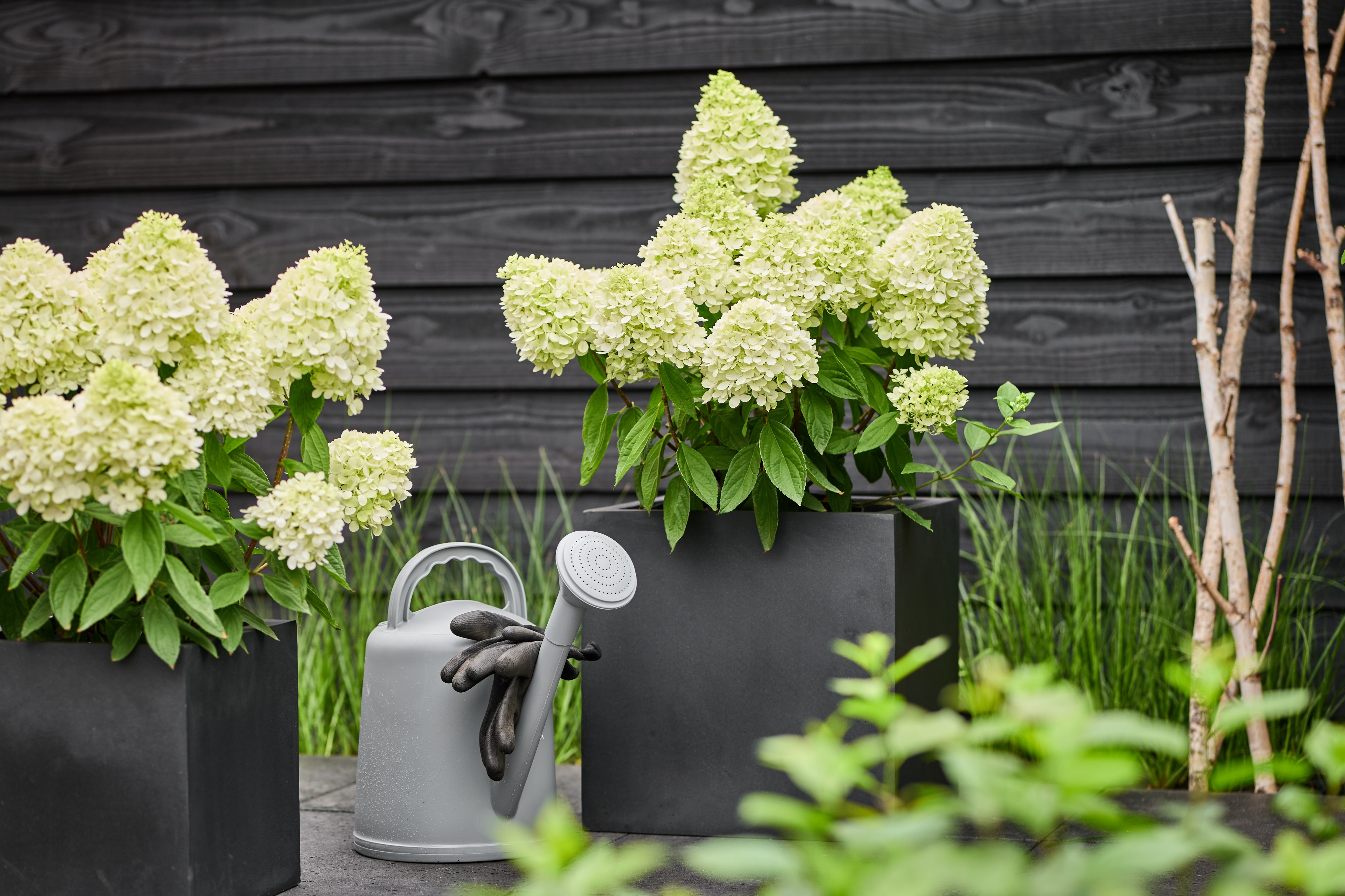 Picture of Hydrangea pan. 'Magical Summer'