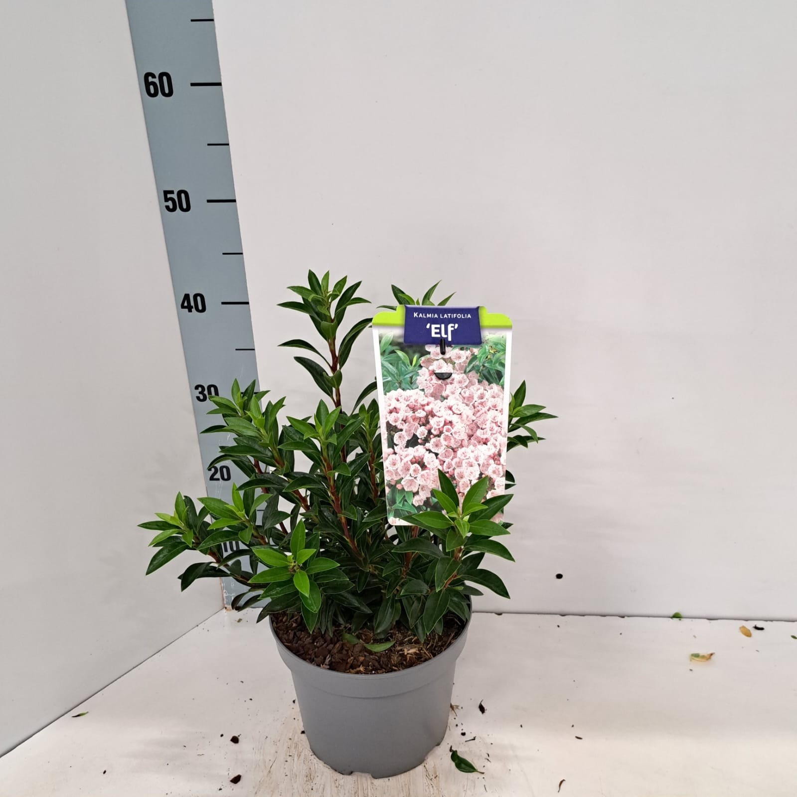 Kalmia latifolia 'Elf'