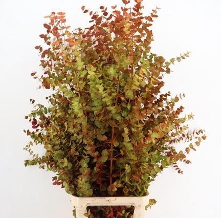 Eucalyp Klb Bs H%