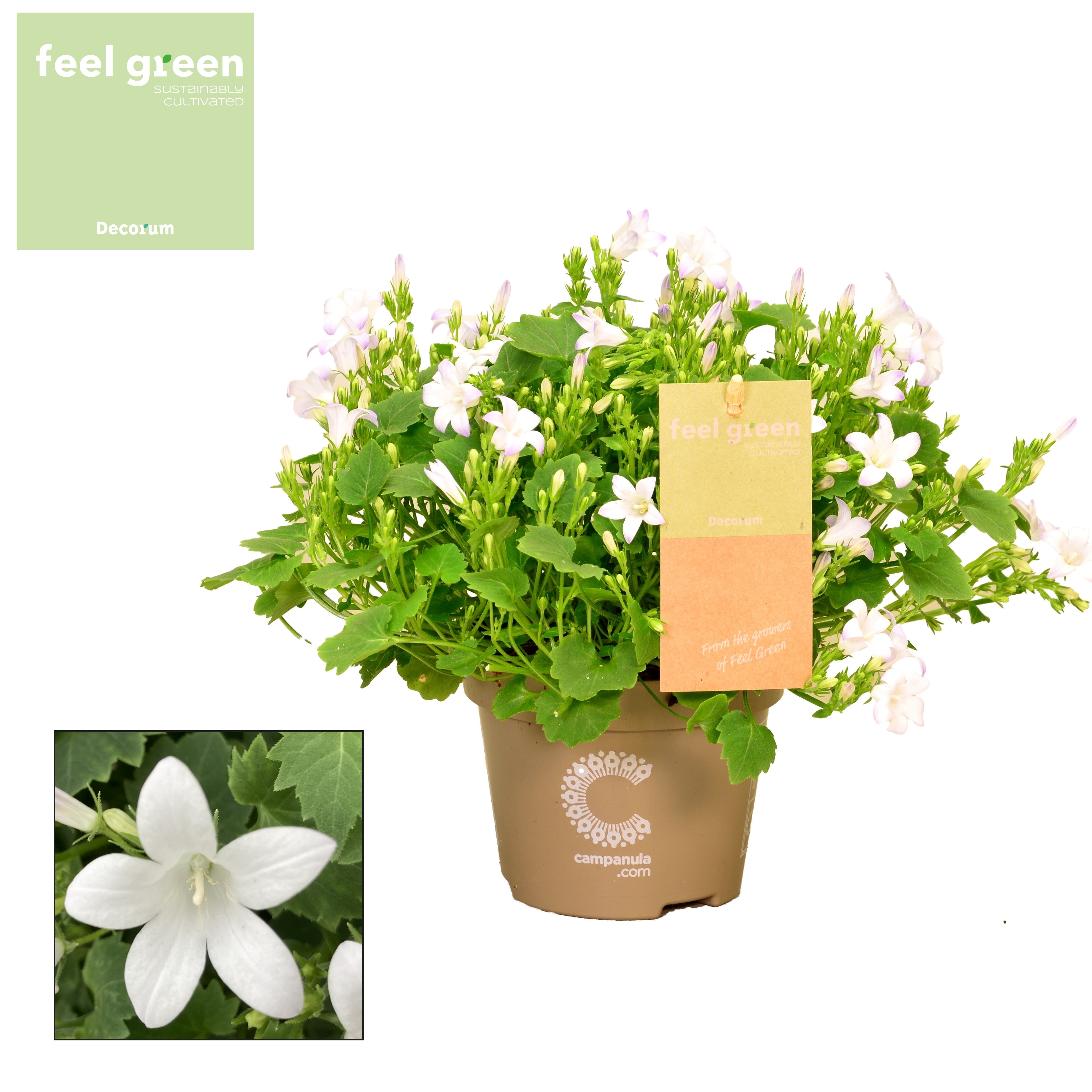 Campanula Porto White Feel Green