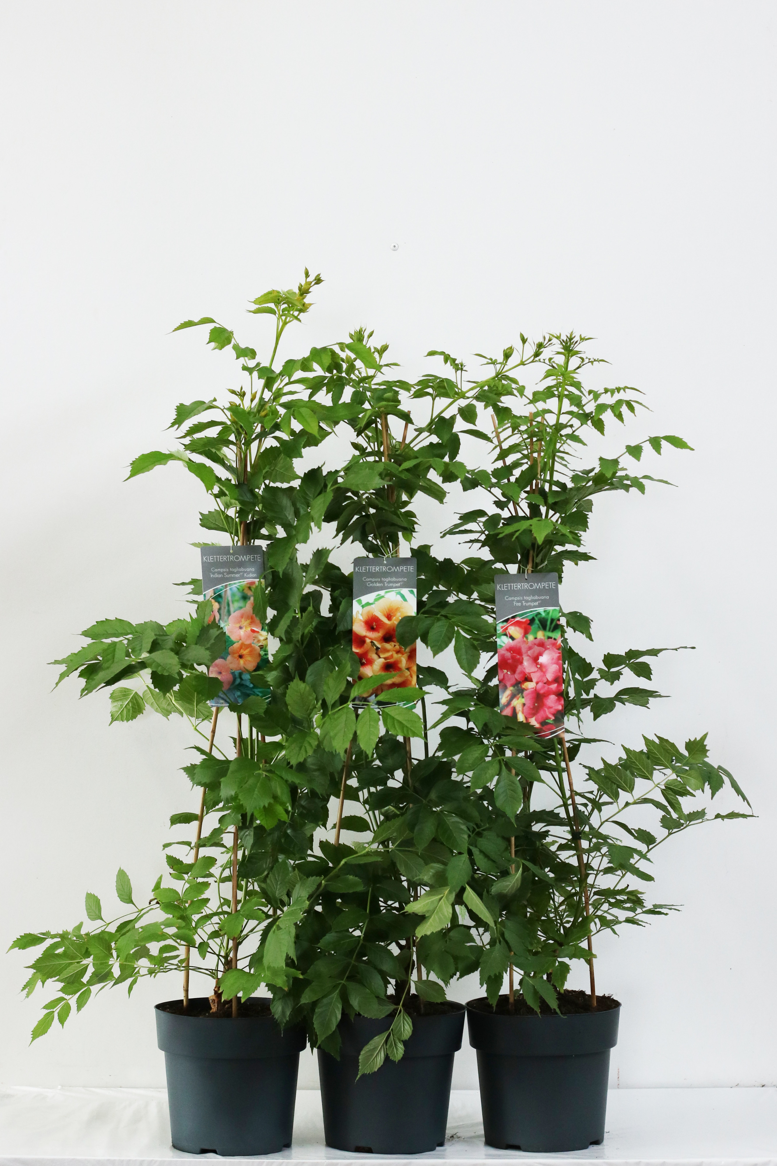 Campsis Licence varieties