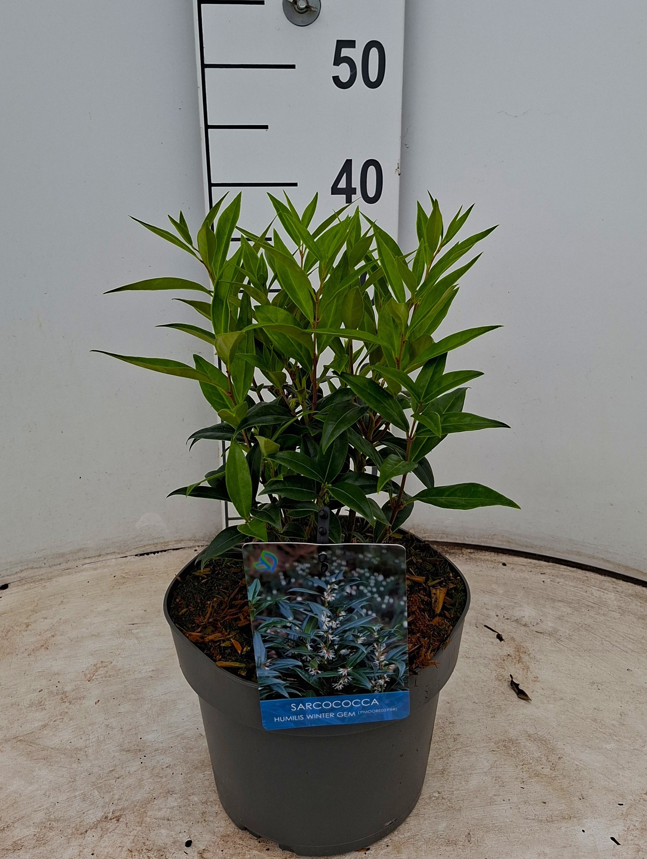Sarcococca hookeriana Winter Gem ('Pmoore03')