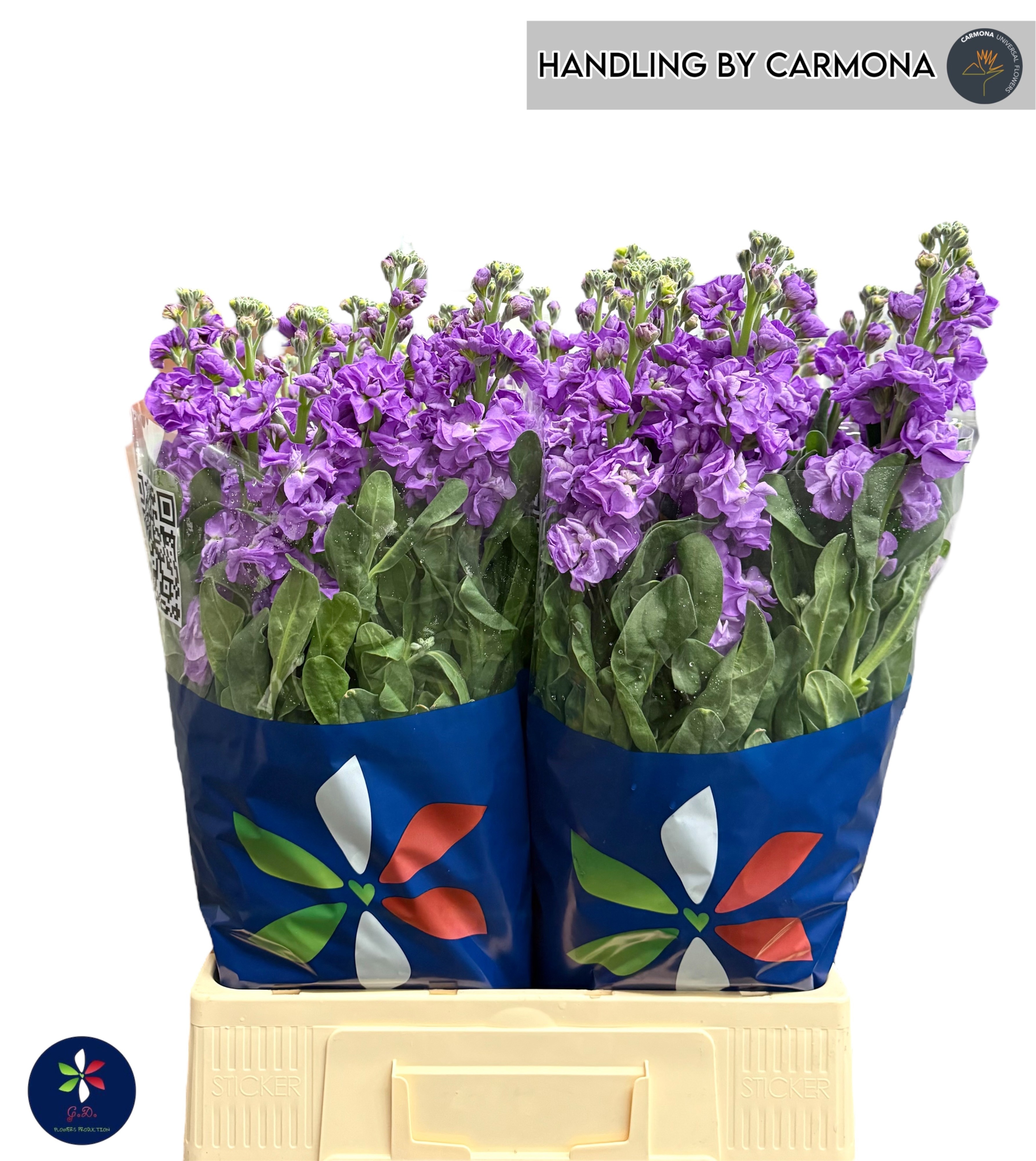 Matthiola 70cm