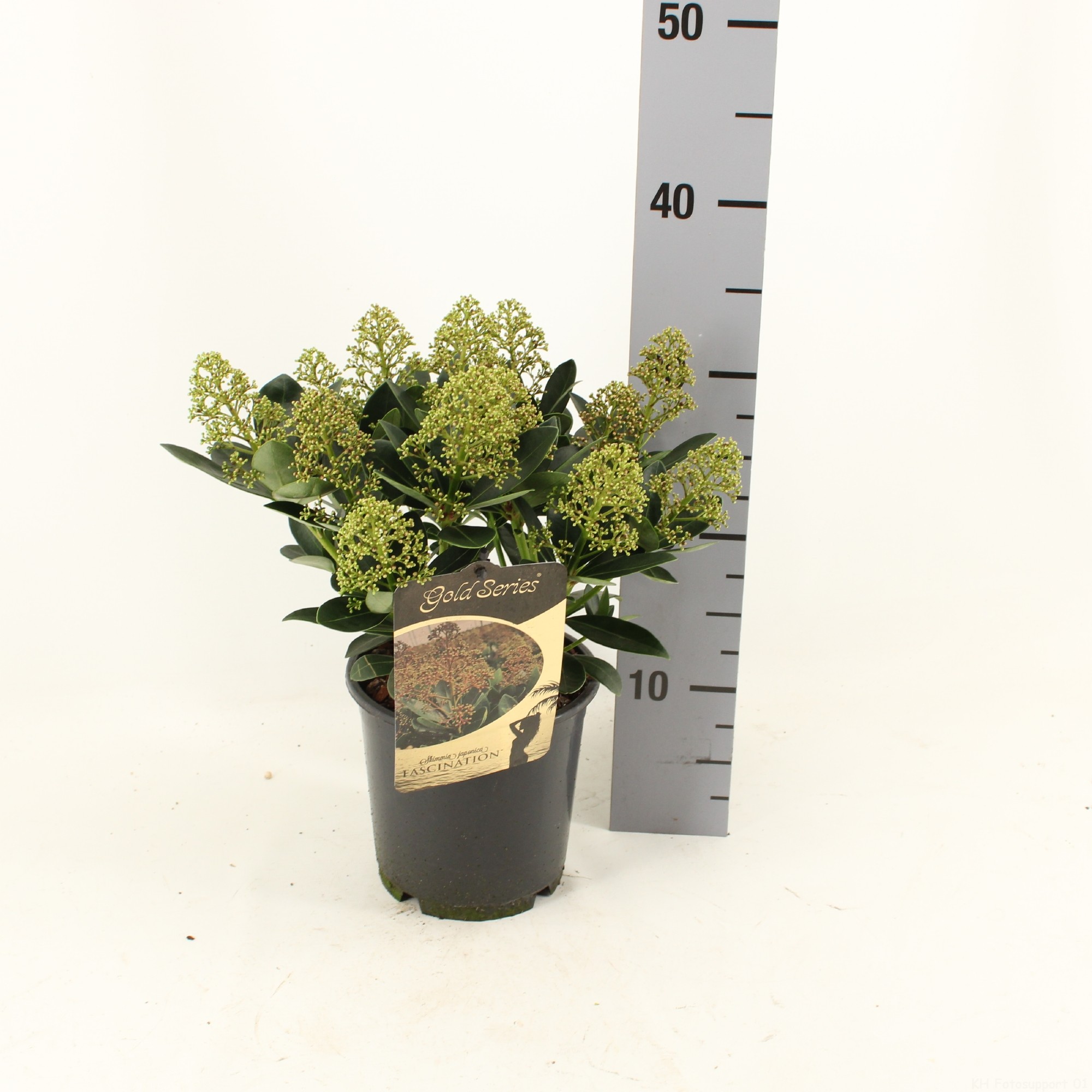 Picture of Skimmia japonica FASCINATION ® P15 35CM