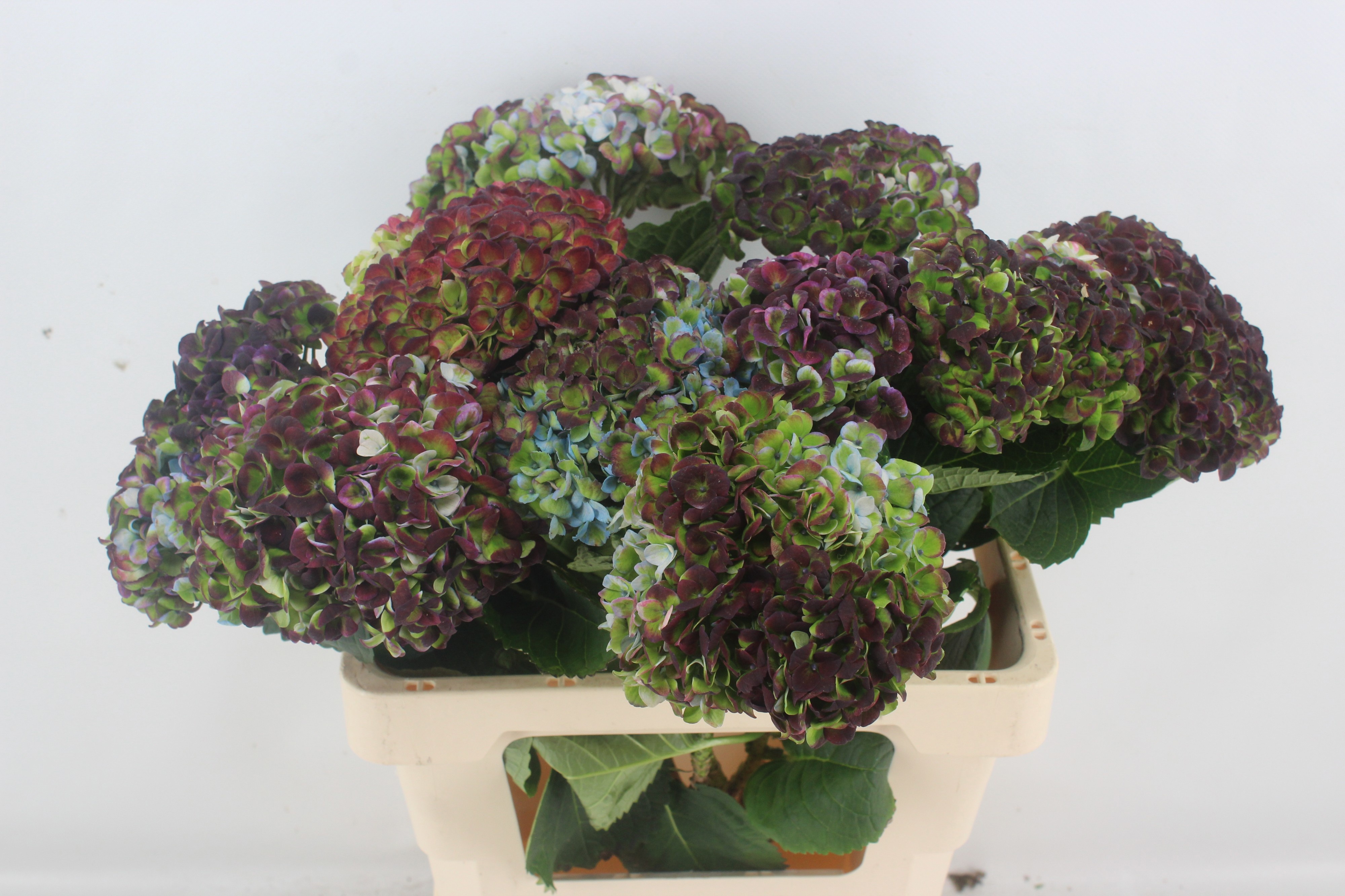 Hydrangea Revolution Classic Purple 60cm 12Ø