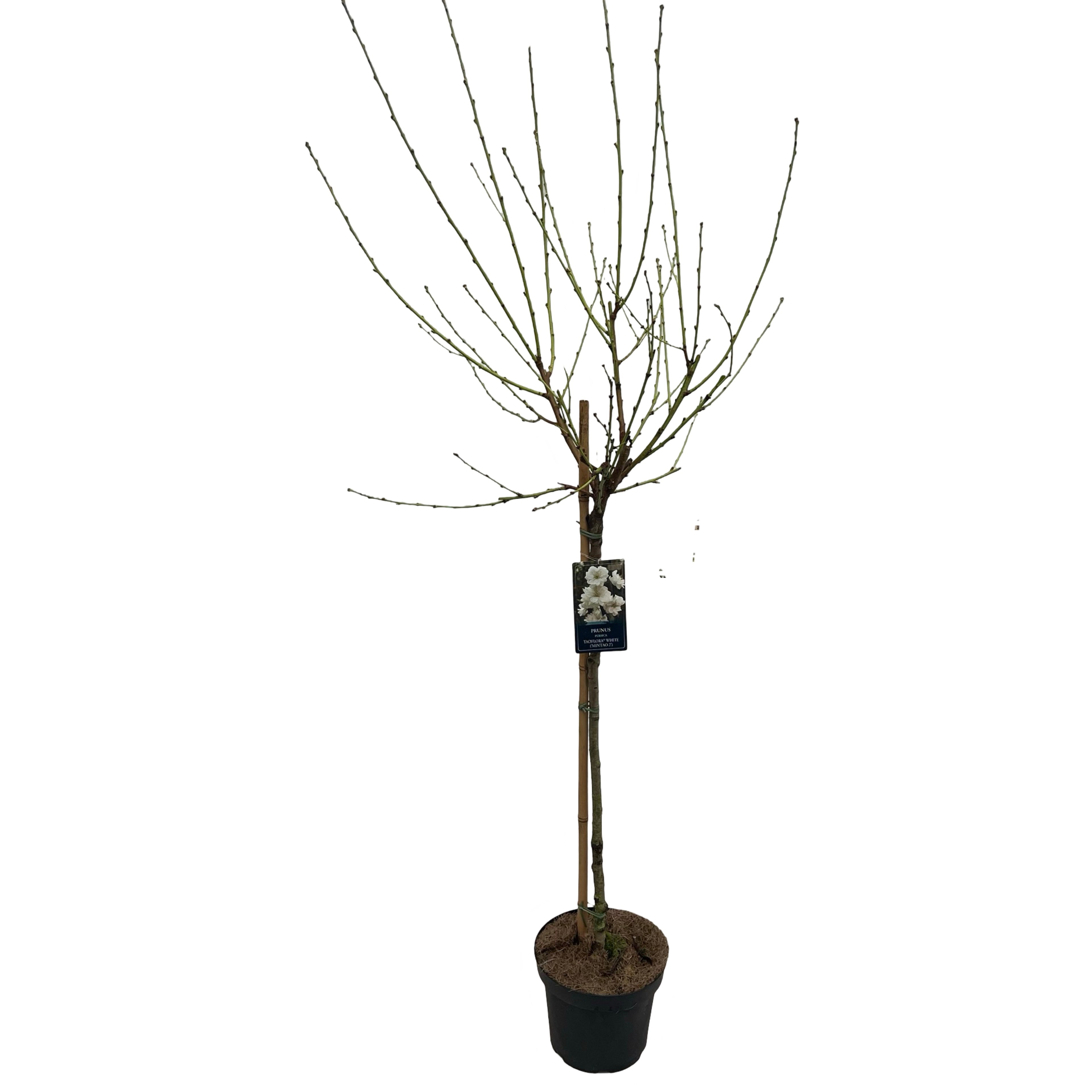 Picture of Prunus Taoflora White P26 (7.5 Ltr) 90/STD (LOOSE)