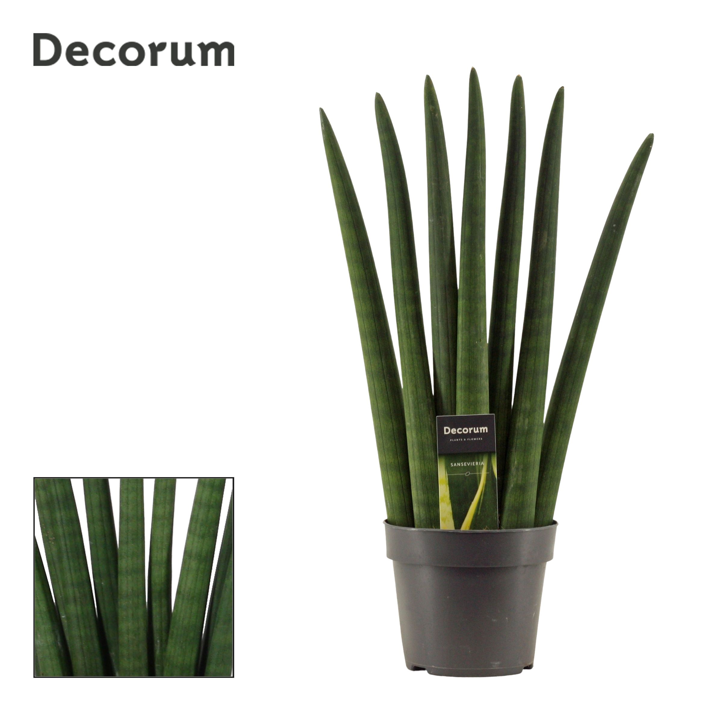 Sansevieria cyl. Fan Decorum | Gardenline