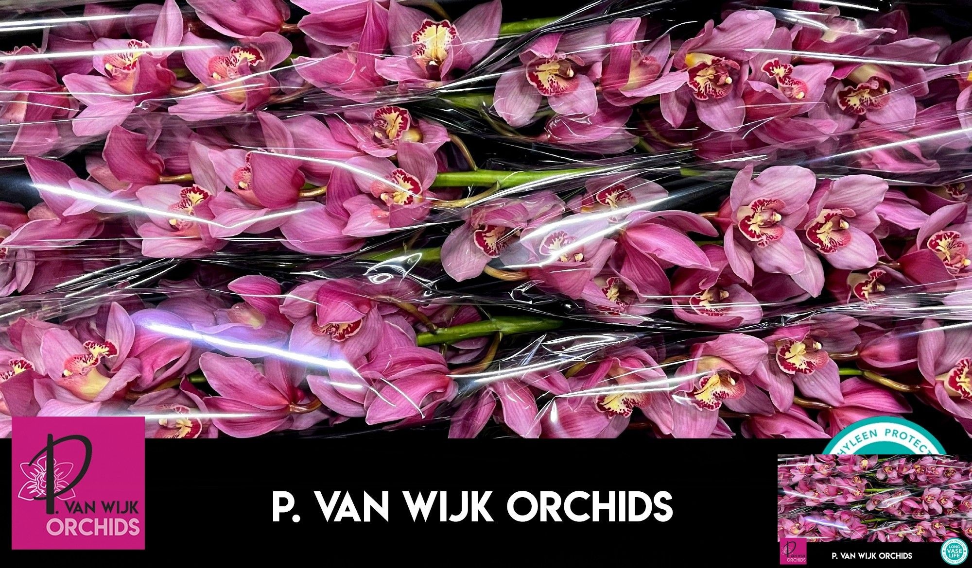 Cymbidium Pink Blossom 12/15bl