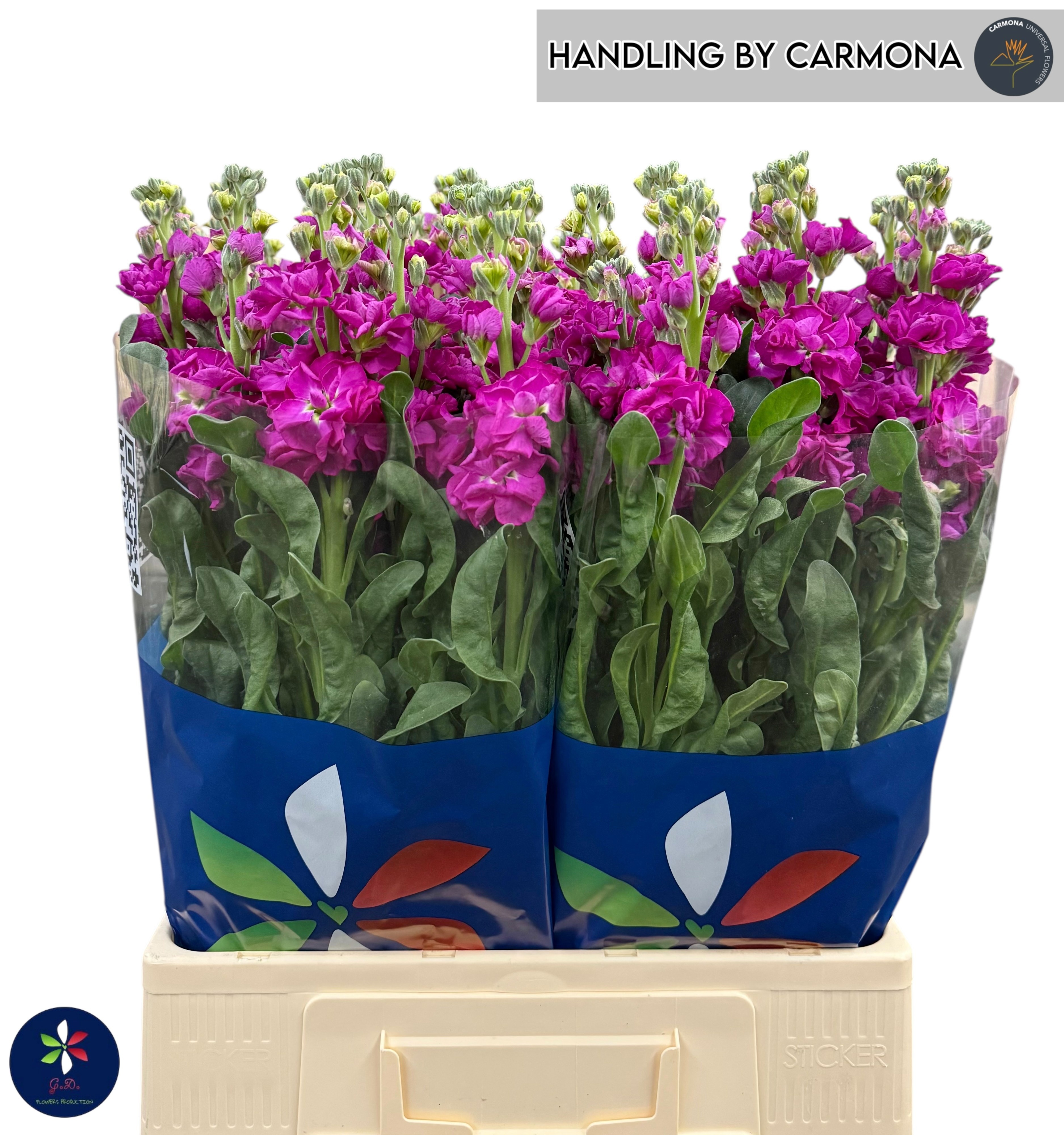Matthiola Iron Pink 70cm