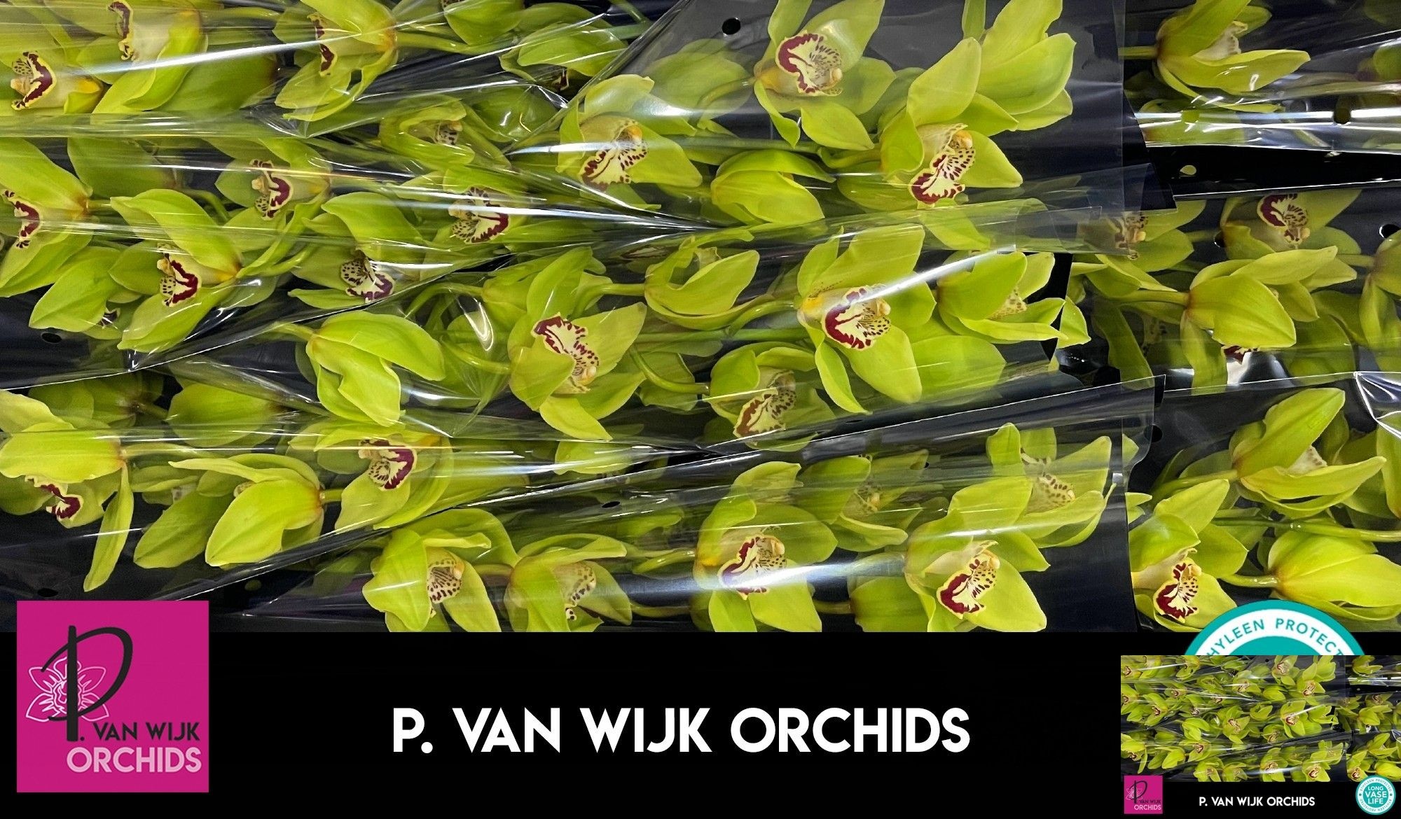 Cymbidium Bonyoni 8/11bl