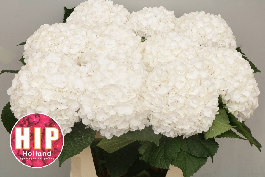 Hydrangea Cannonball 80cm 20Ø