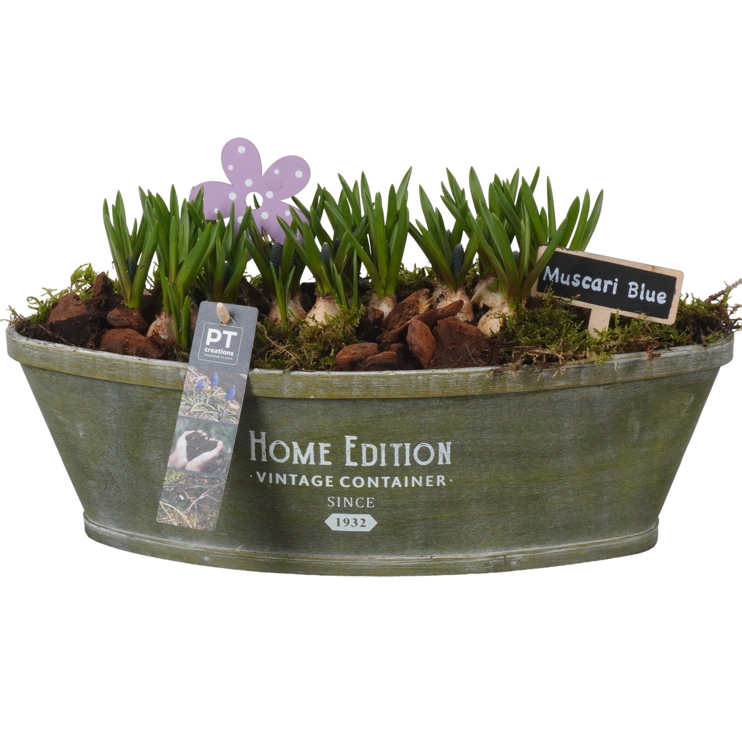 Picture of PTMB1094 Arrangement Muscari in chipwood boat P37 20CM