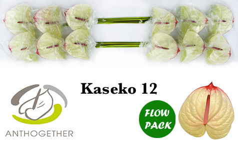 Anth A Kaseko
